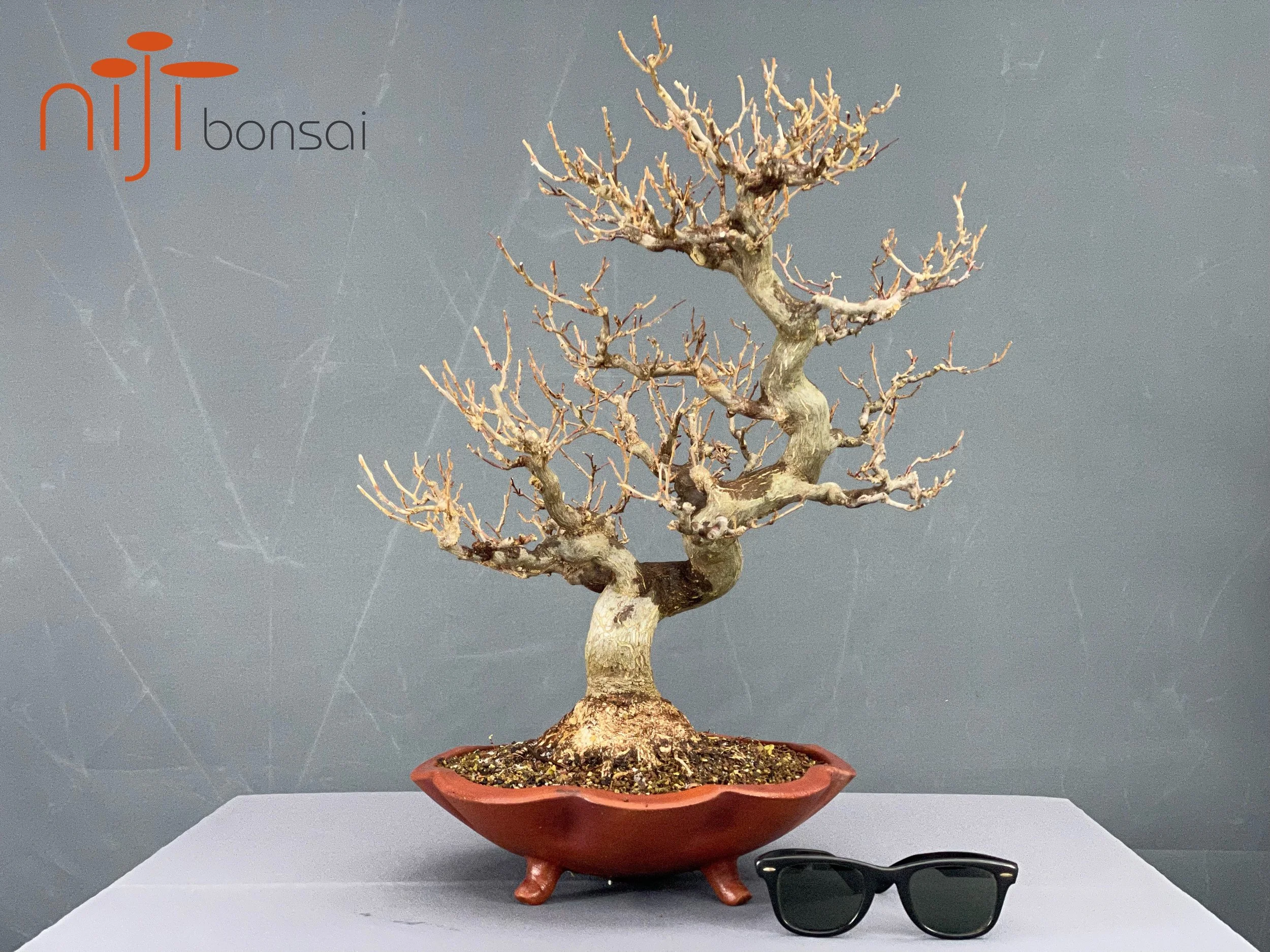 Styrax japonicus #1  NIJI bonsai