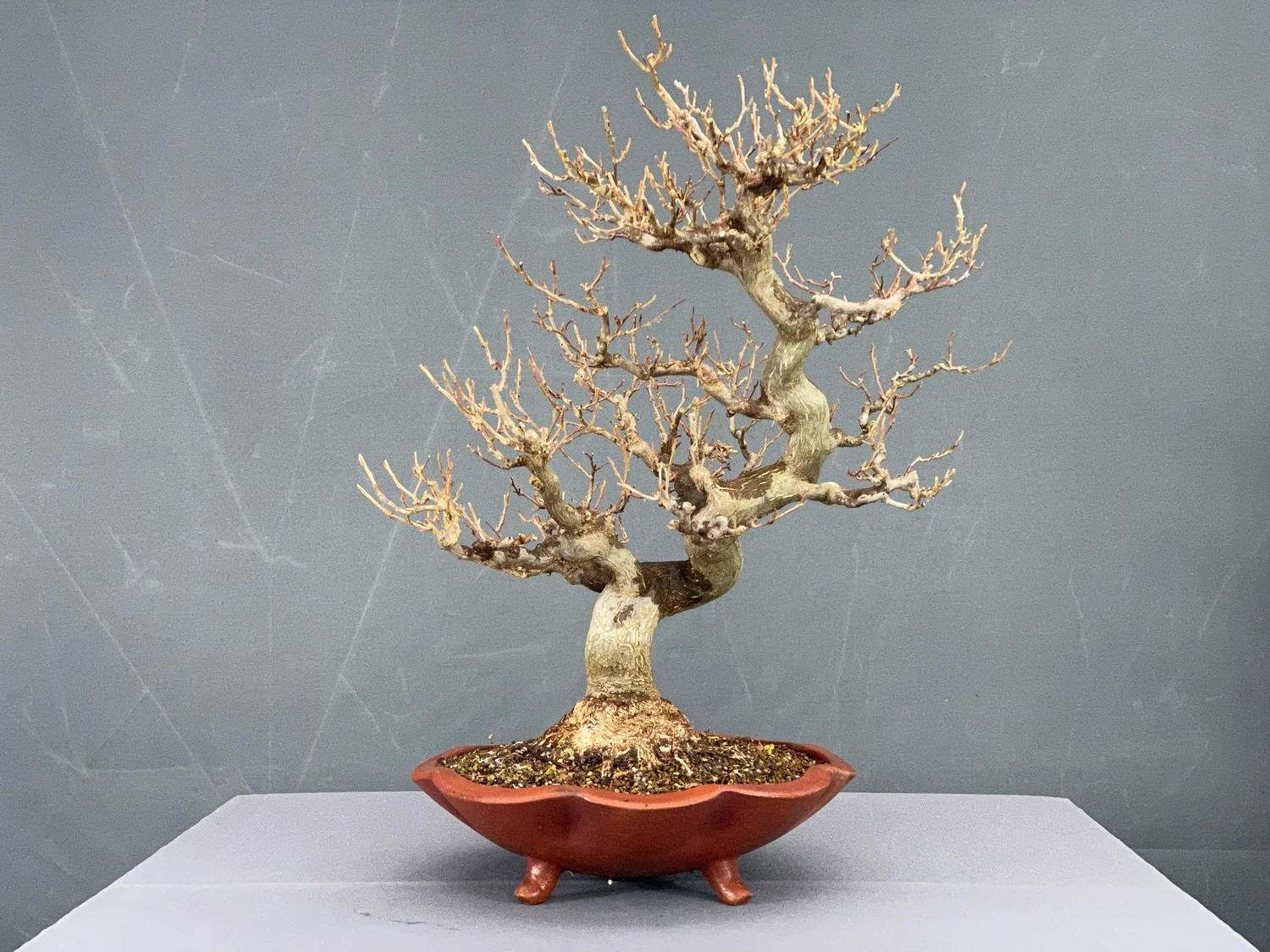 Styrax japonicus #1  NIJI bonsai