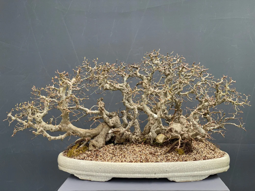 Carpinus orientalis #6  NIJI bonsai
