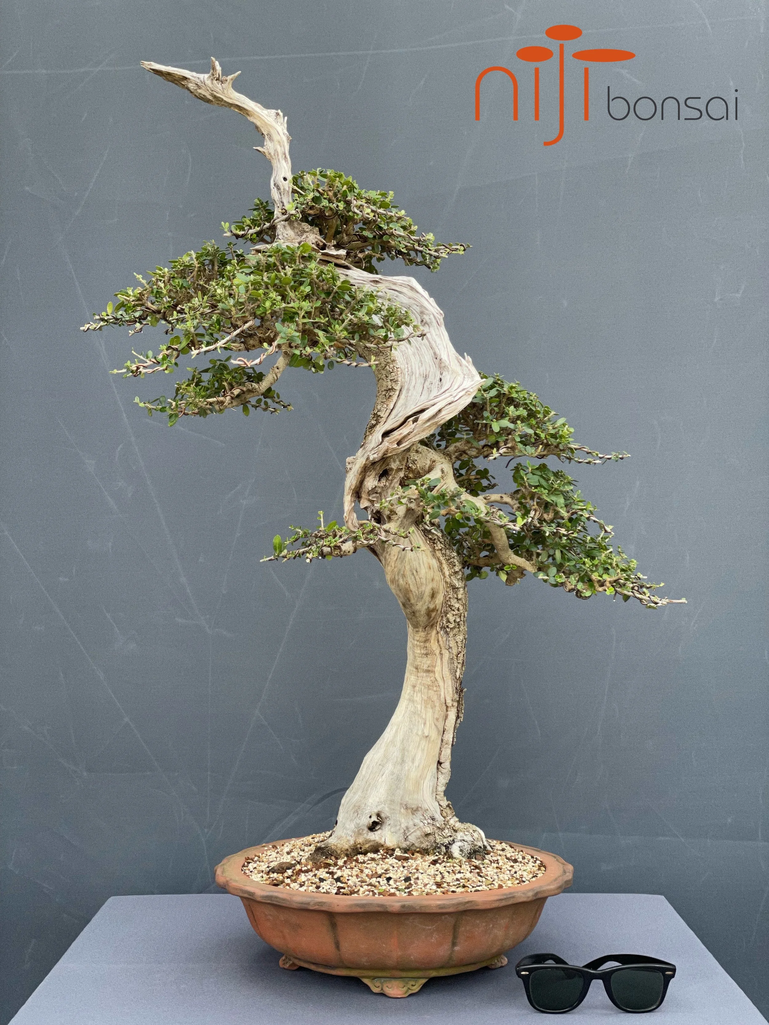 Olea sylvestris #16  NIJI bonsai