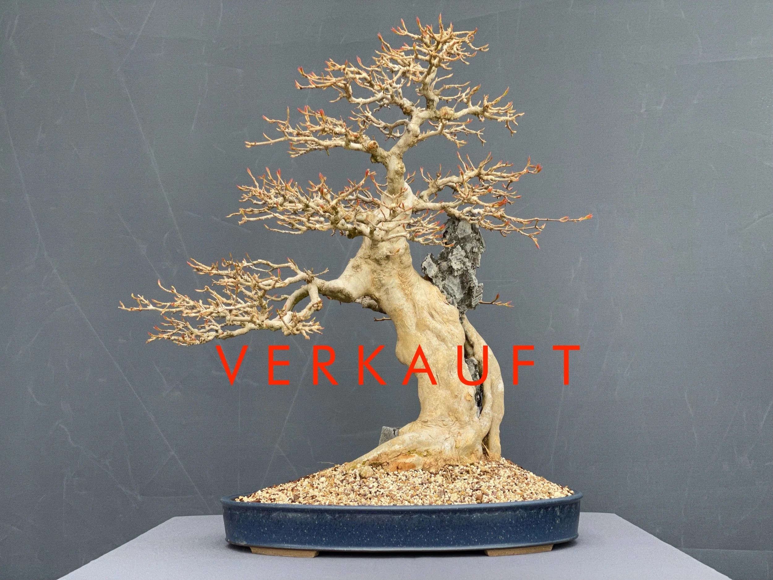 IMG_5776D verkauft.JPG