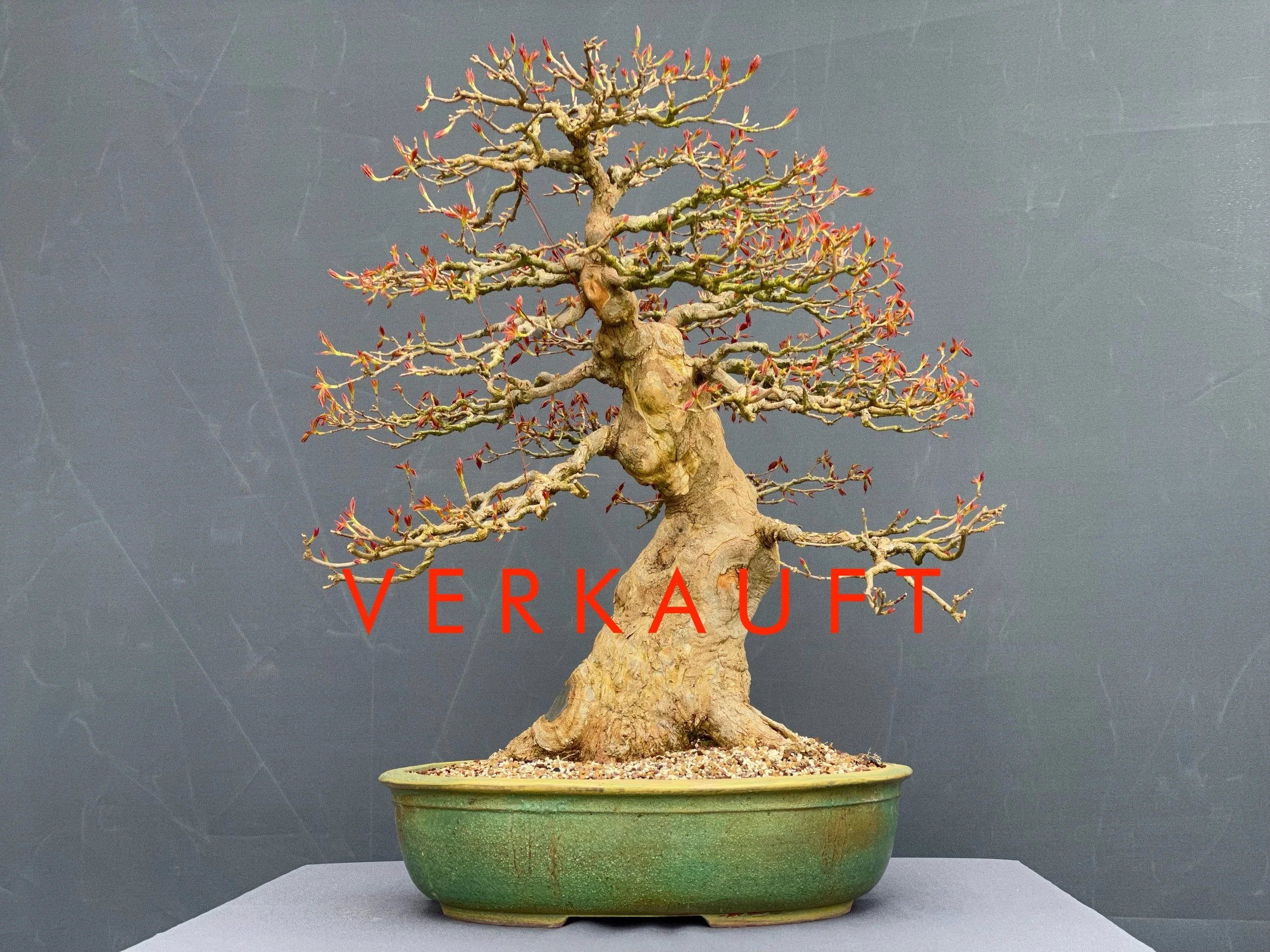 IMG_5782D verkauft.JPG