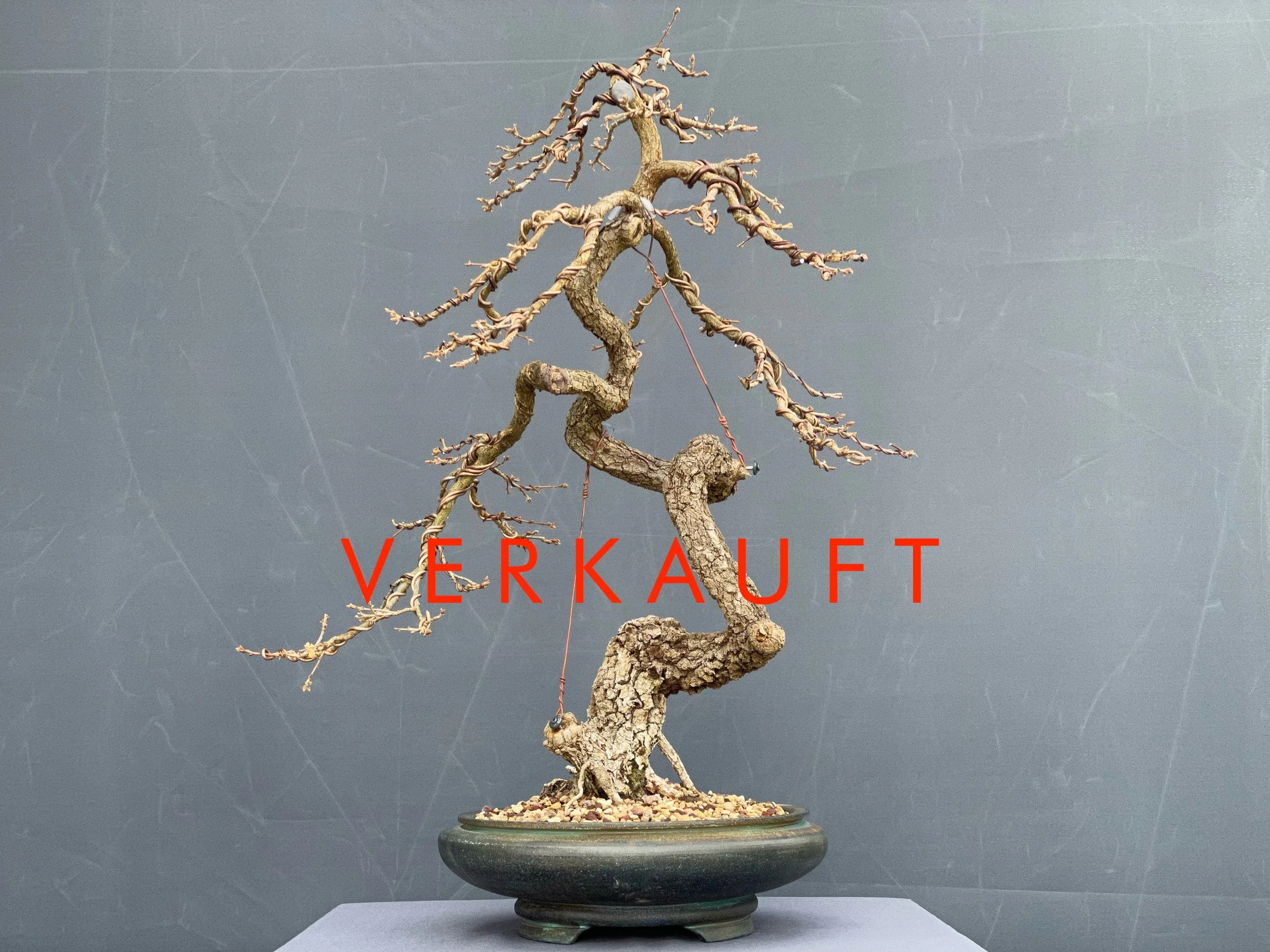 IMG_5801D verkauft.JPG