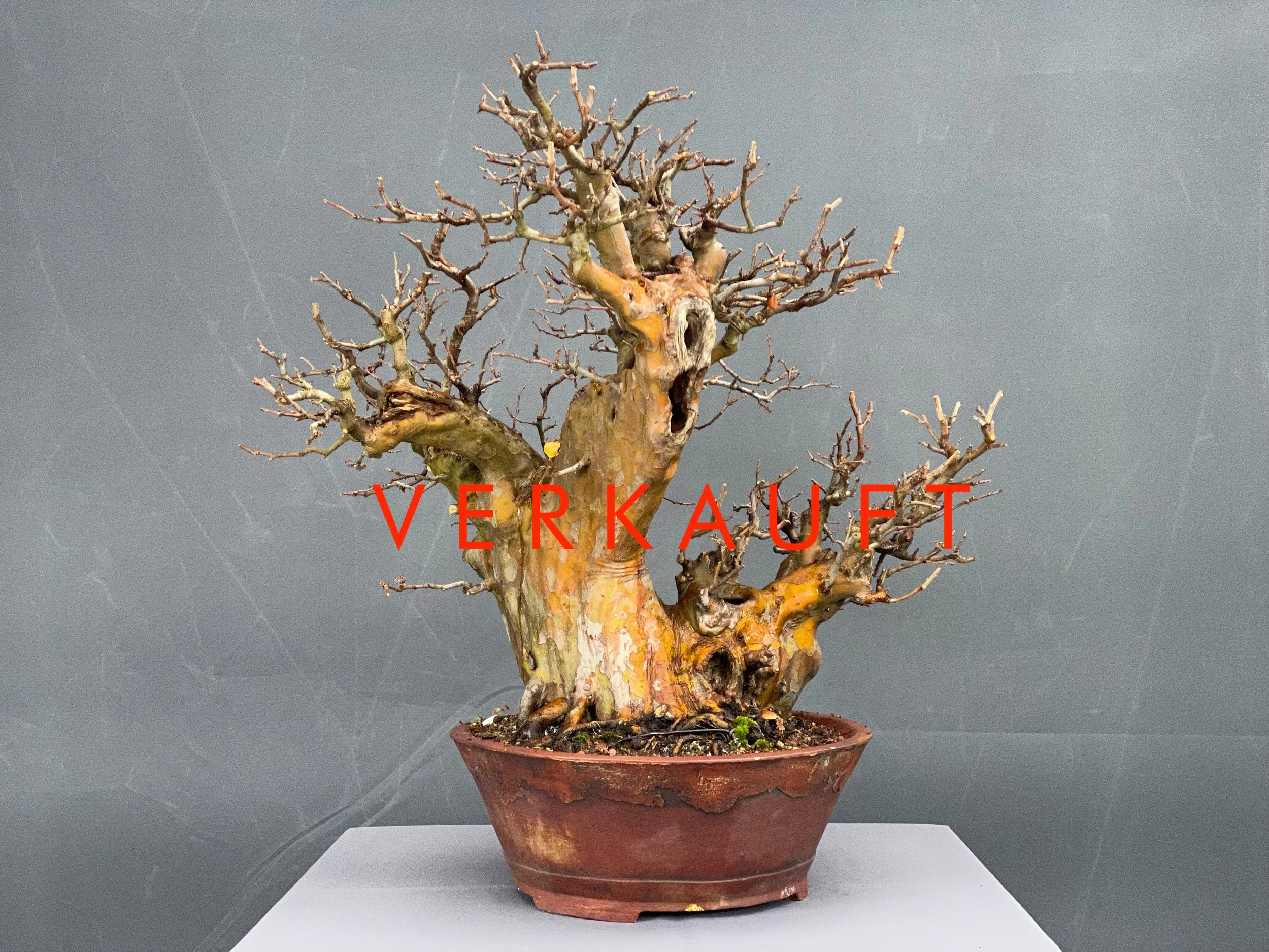 IMG_5269D verkauft.JPG