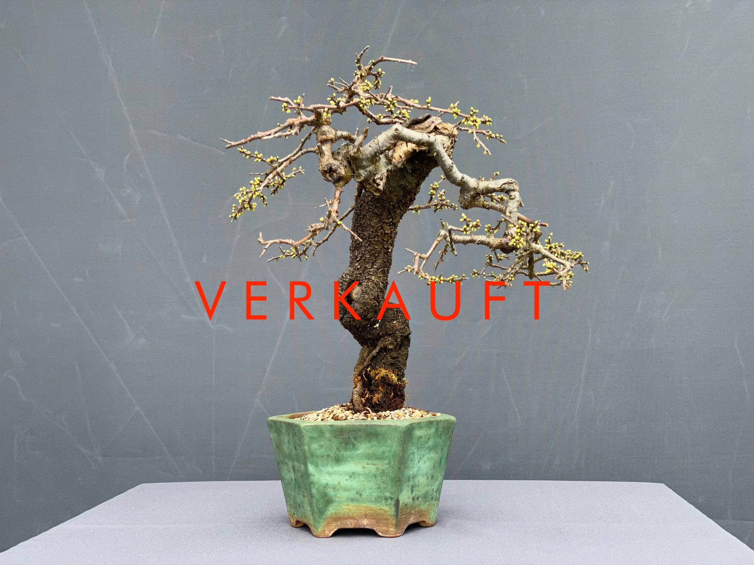 IMG_5757D verkauft.JPG