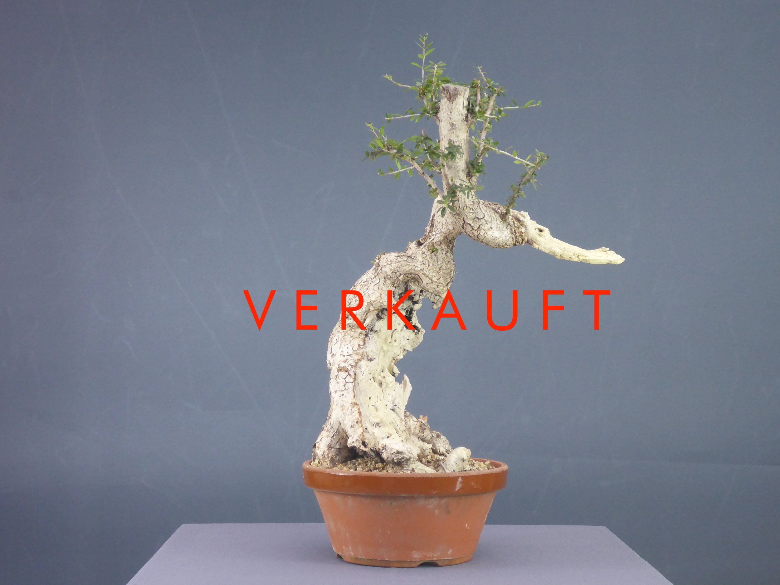 P1060156 verkauft.JPG