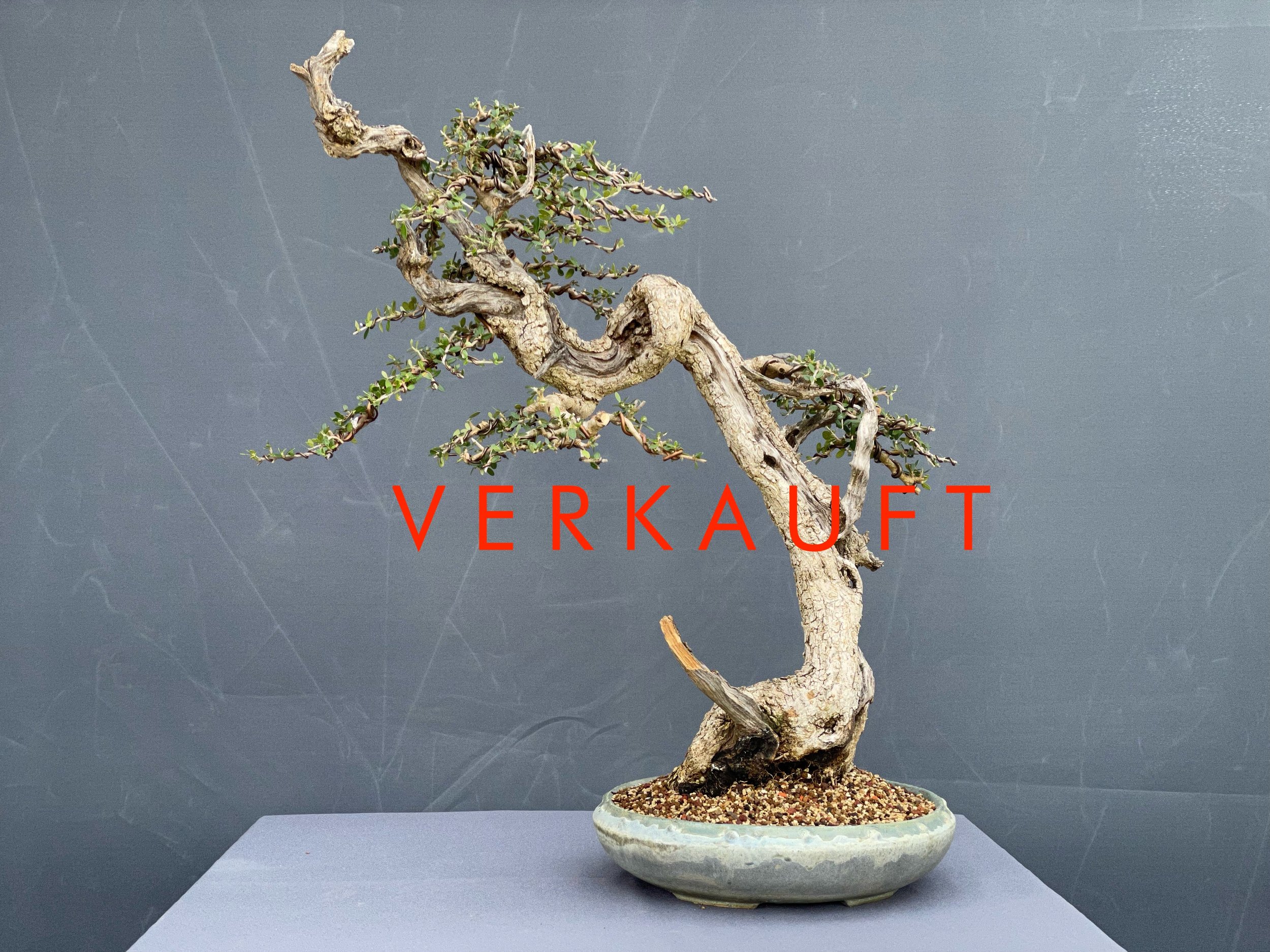 IMG_5813D verkauft.JPG