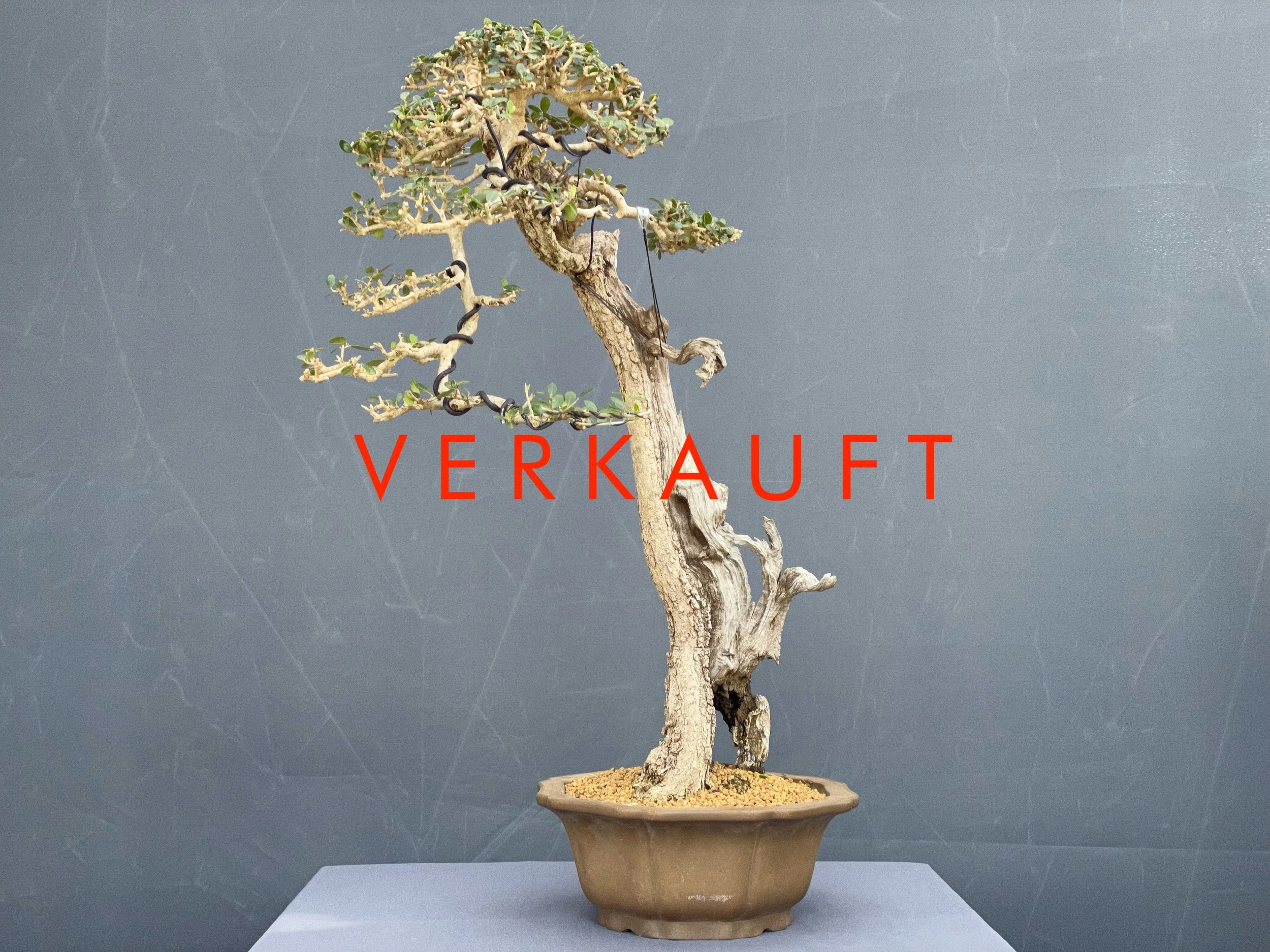 IMG_5822D verkauft.JPG