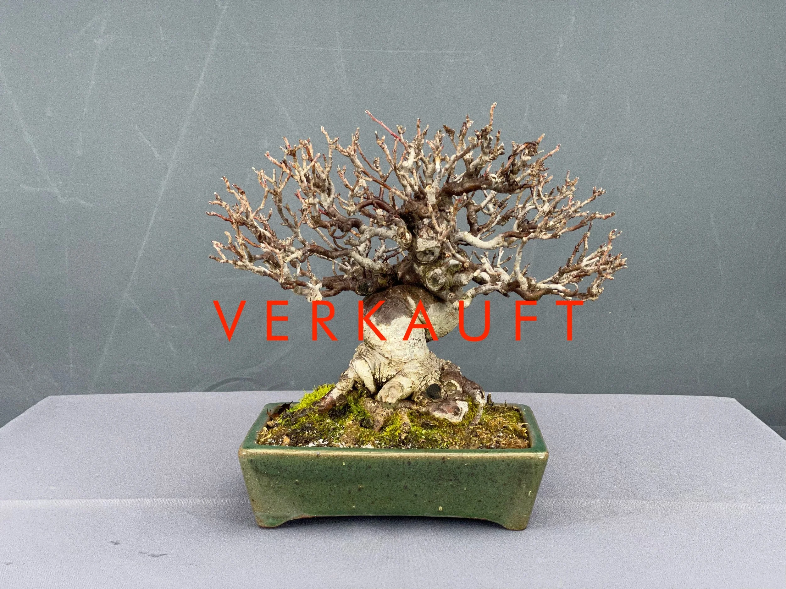 IMG_5251D verkauft.JPG