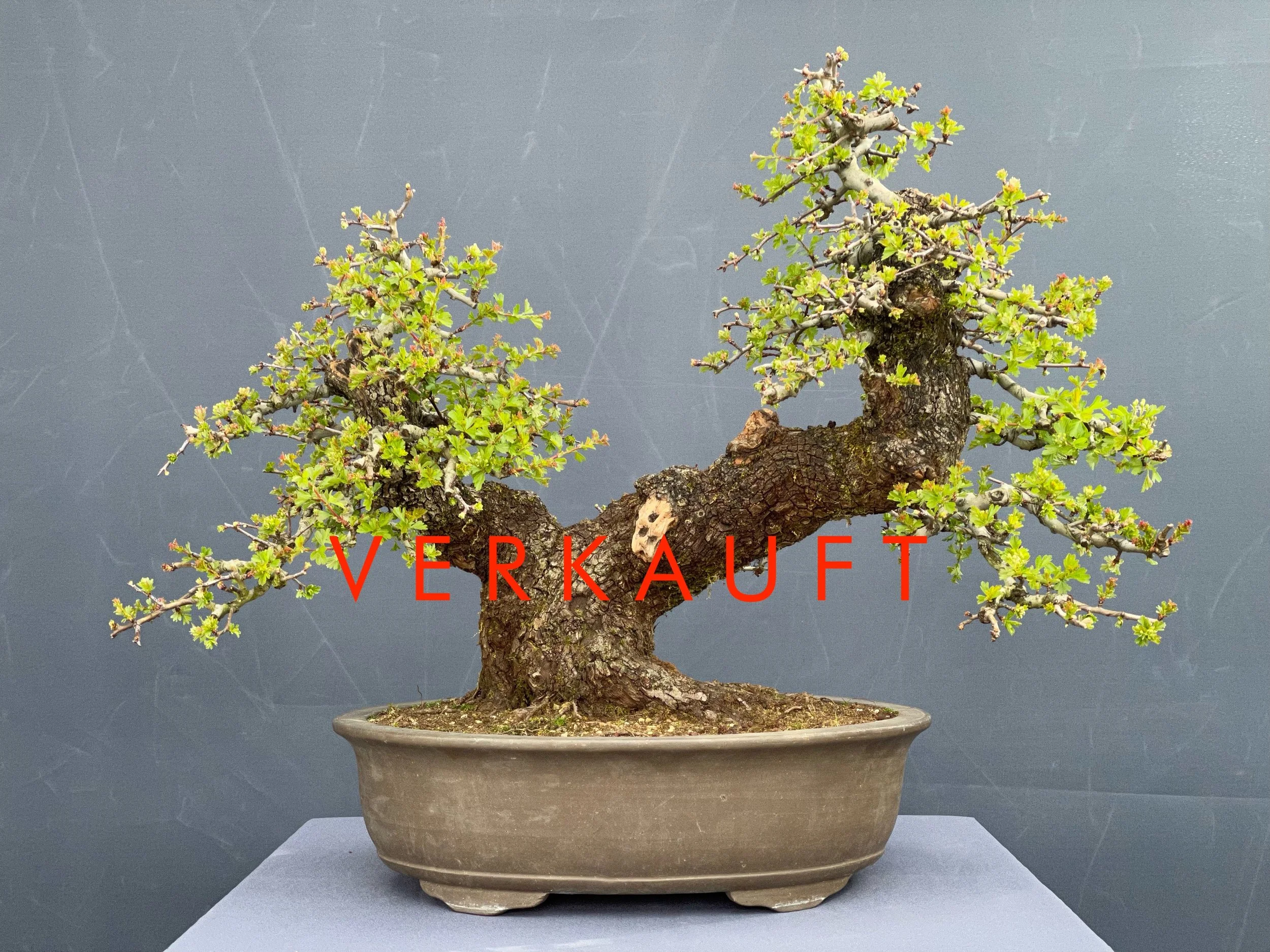 IMG_5807D verkauft.JPG