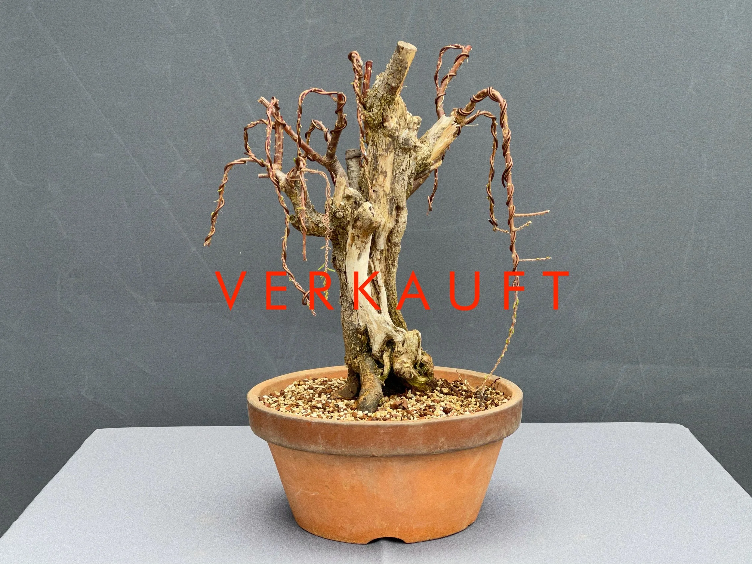 verkauft / sold  NIJI bonsai