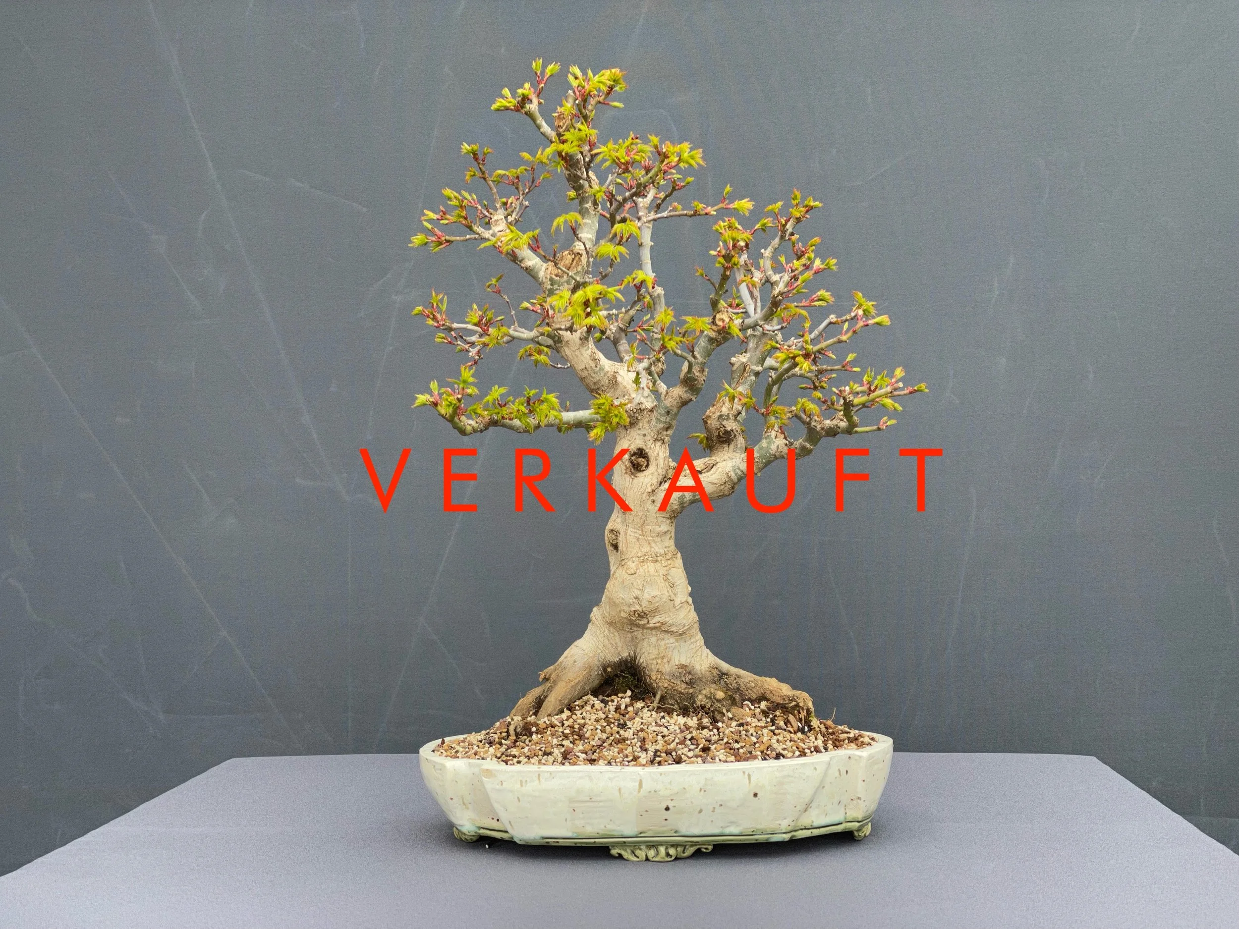 IMG_5763D verkauft.JPG