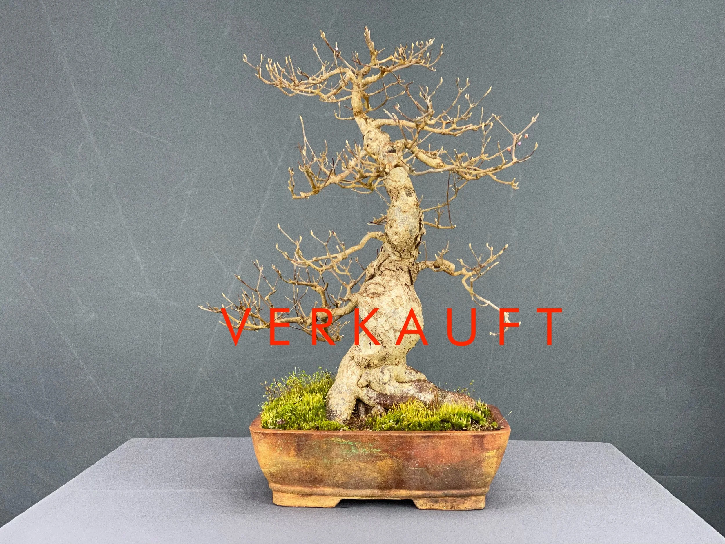 IMG_5257D verkauft.JPG