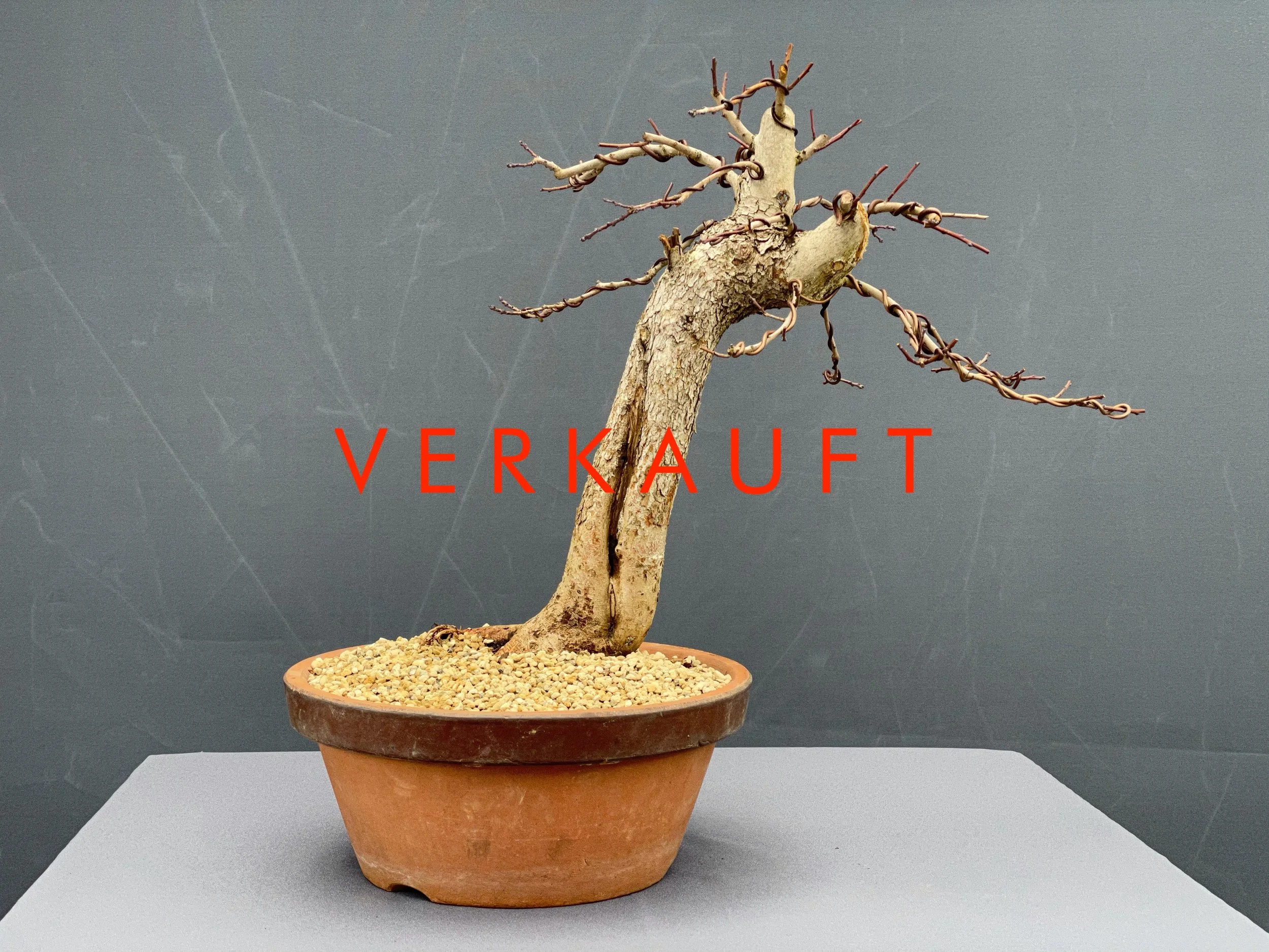 heckenkirsche bonsai Immergrne Heckenkirsche - Lonicera pileata
