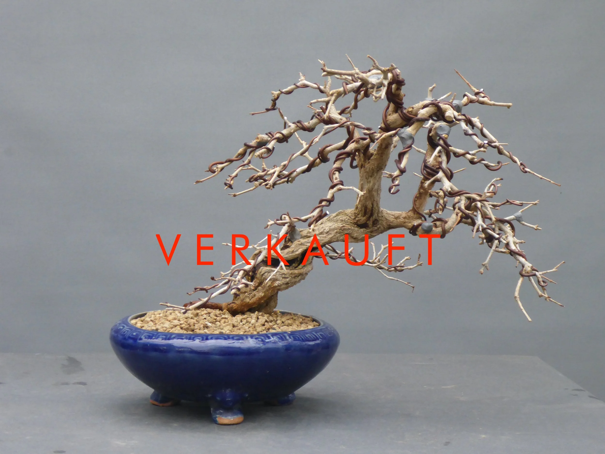 japanese wisteria bonsai Wisteria Bonsai seeds, Purple Rain Bonsai seeds, fun and easy to grow   Helen's Greenhouse