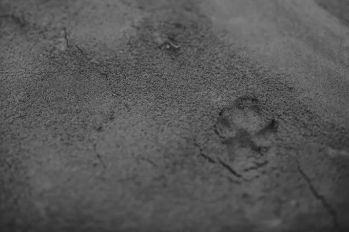 0J9A8777-680x453.jpg