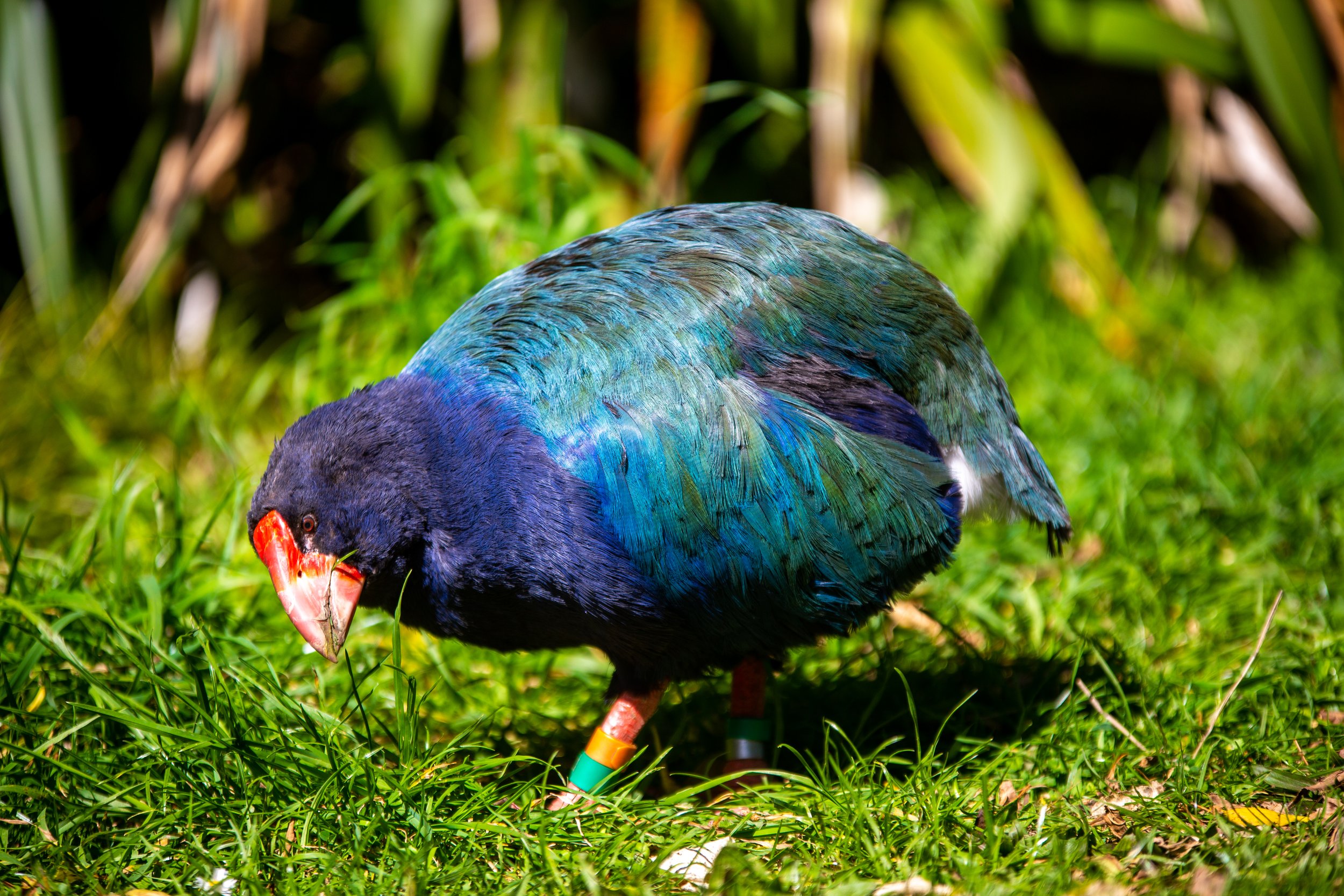 Zealandia Takahē 7 - Lisa B.jpg