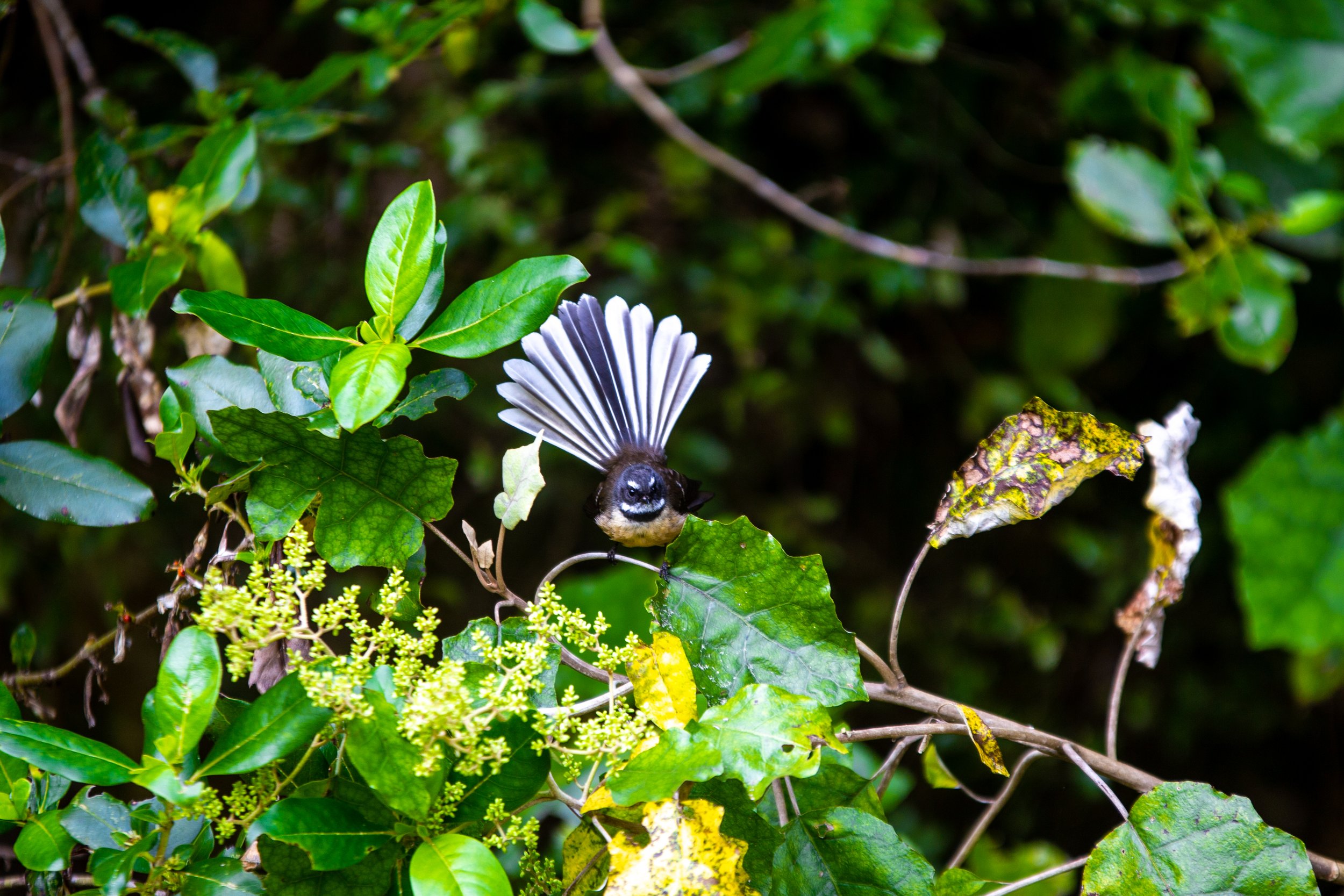 Pīwakawaka - Lisa B.jpg