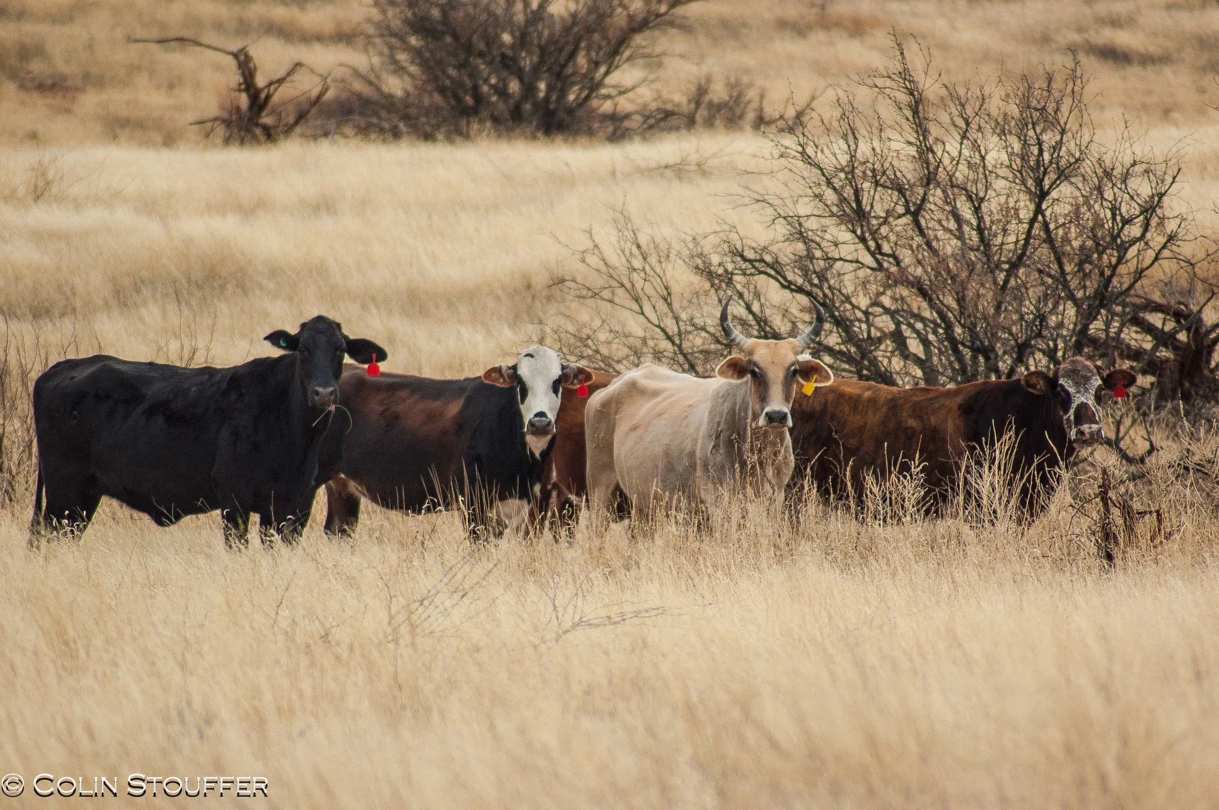 Curious Cattle