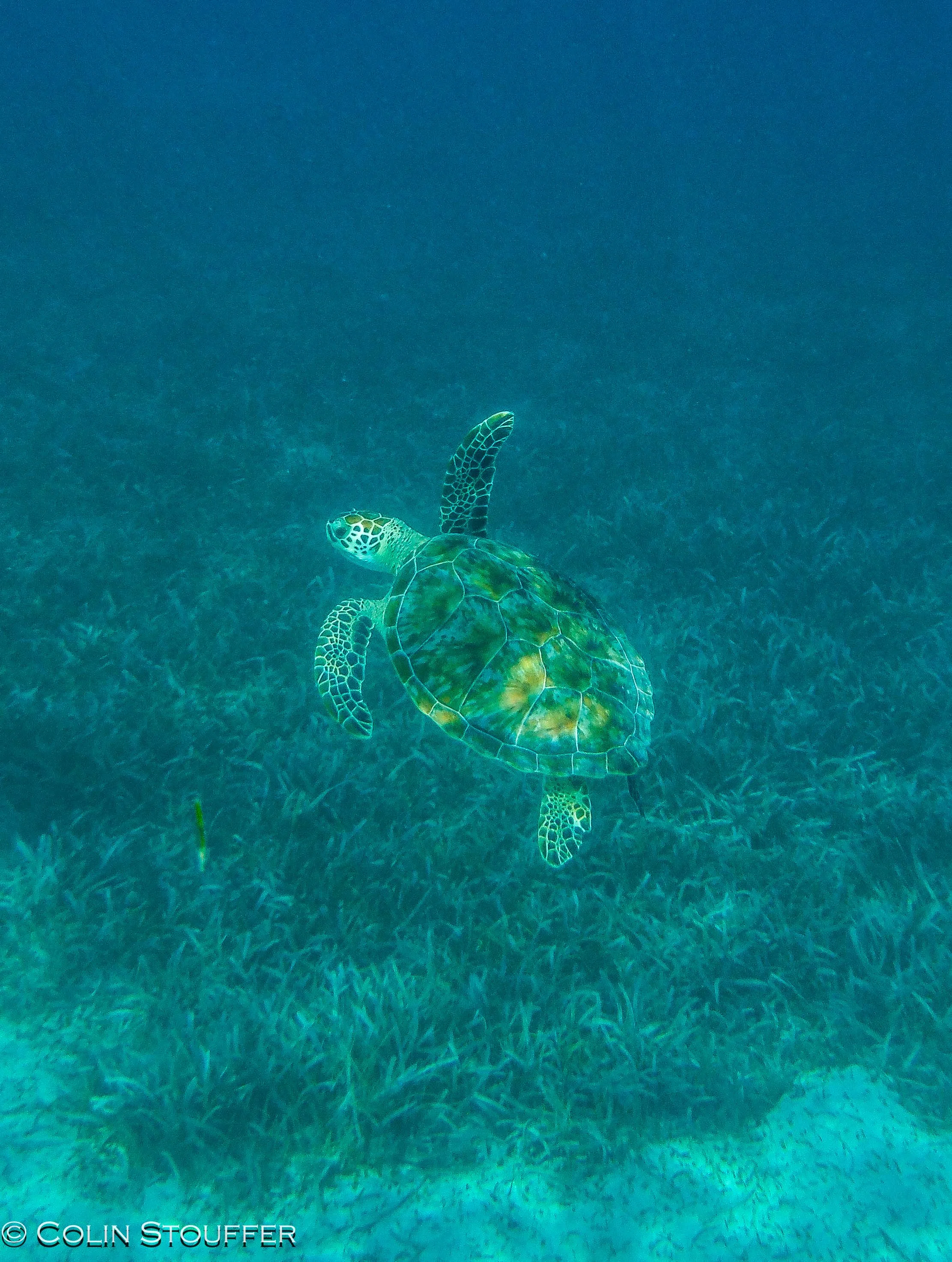 Green Sea Turtle