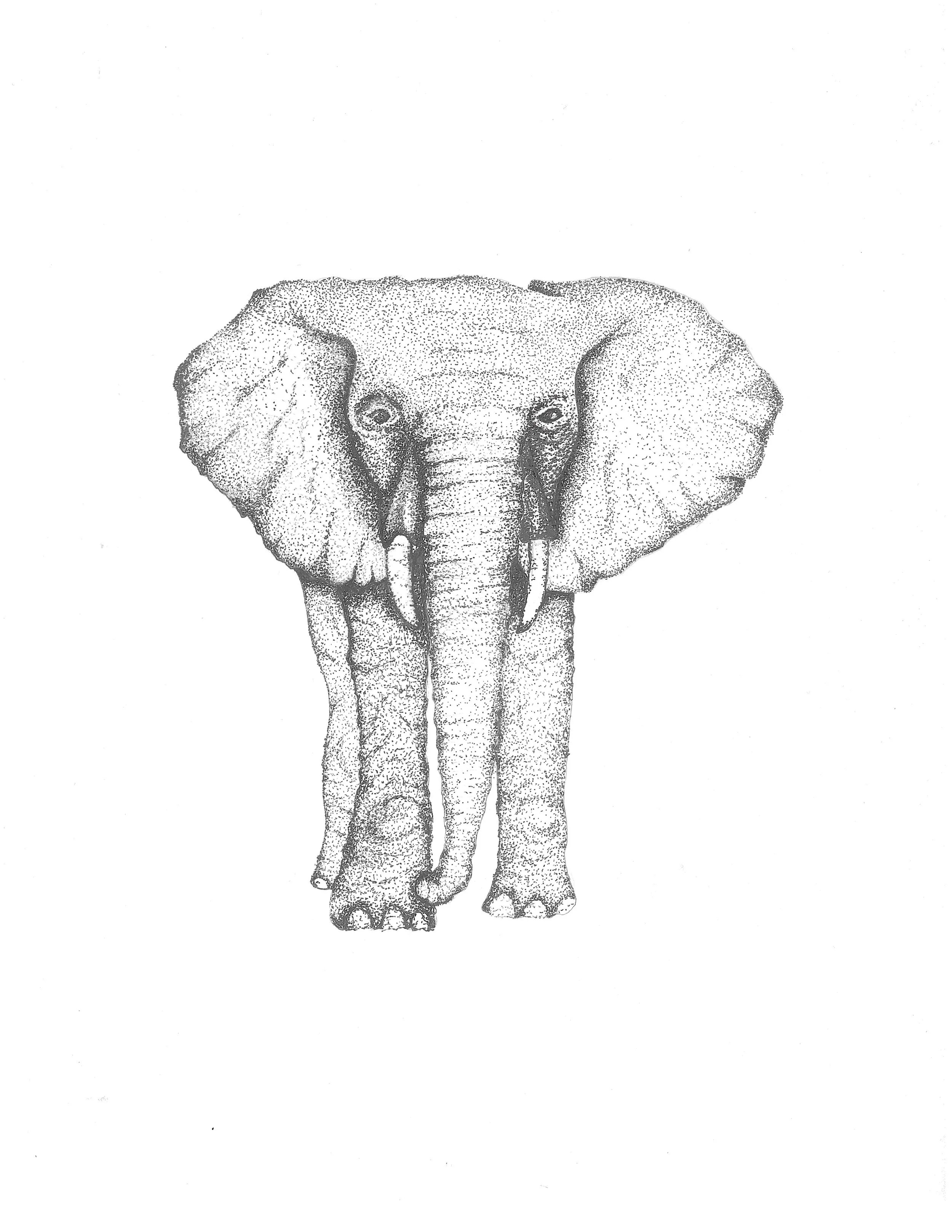 Elephant.jpg