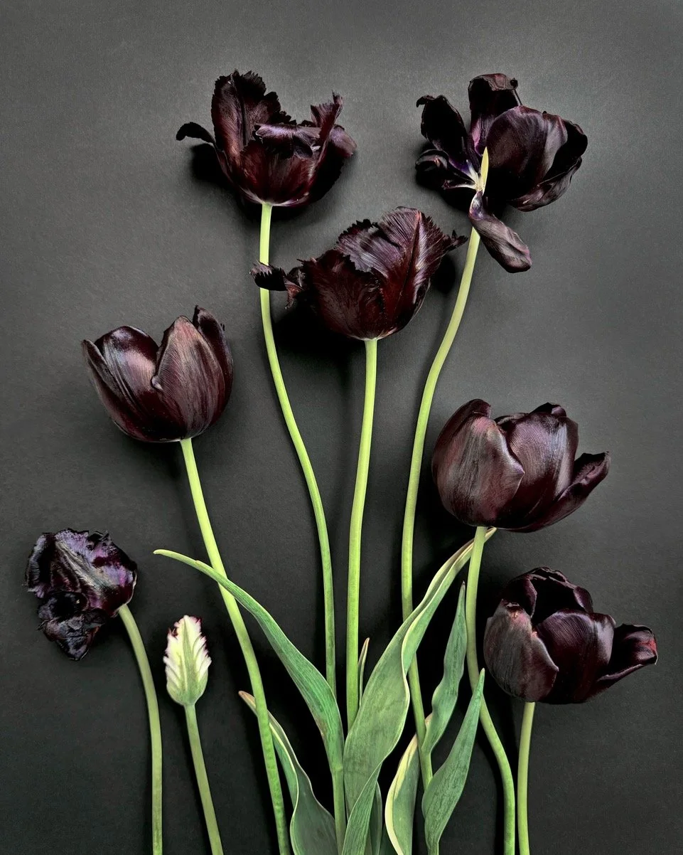 Black on Black Tulips.jpg