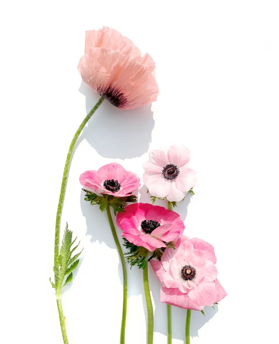 Pink Poppy.jpg