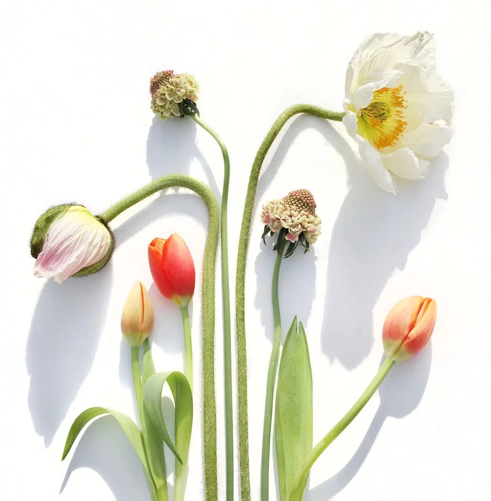 Poppies and Tulips.jpg