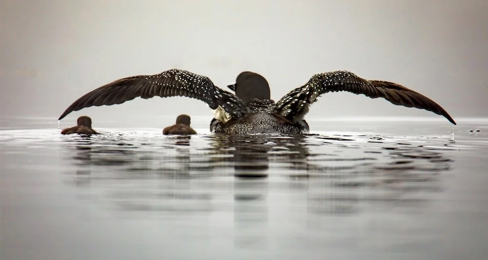 Loon Parent and Chicks - Susie Dorr.jpg