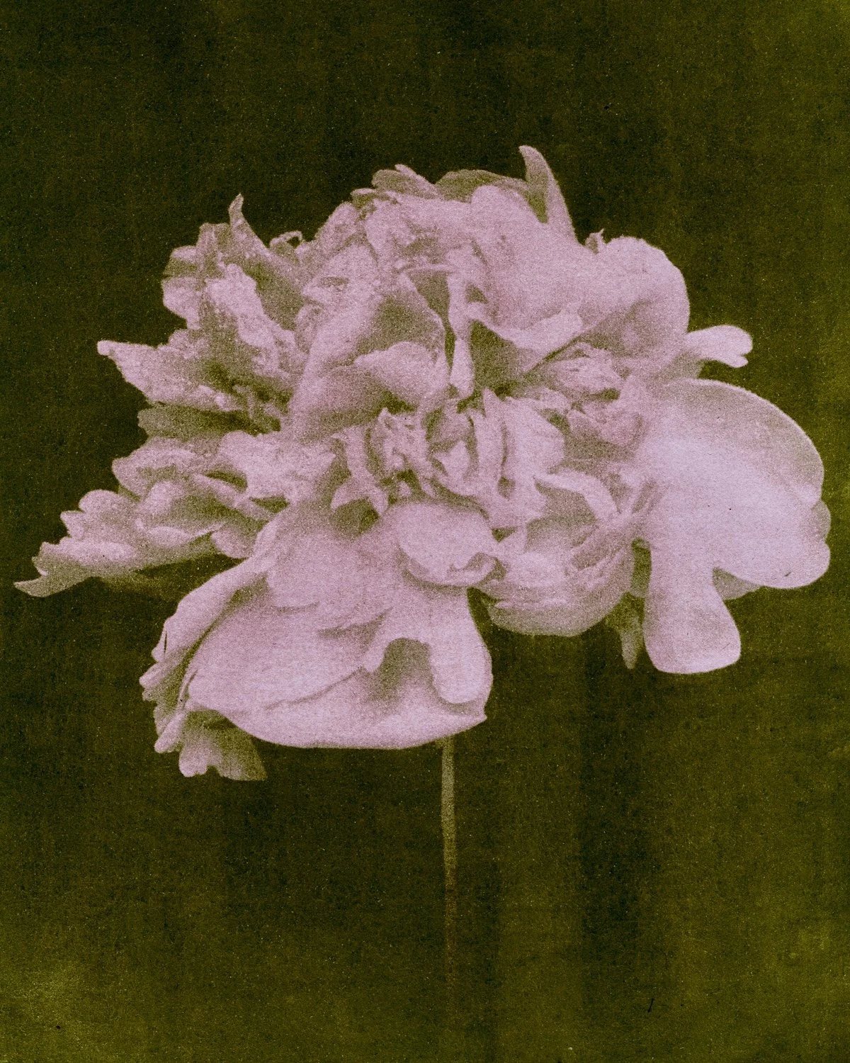 Peony_green.jpg