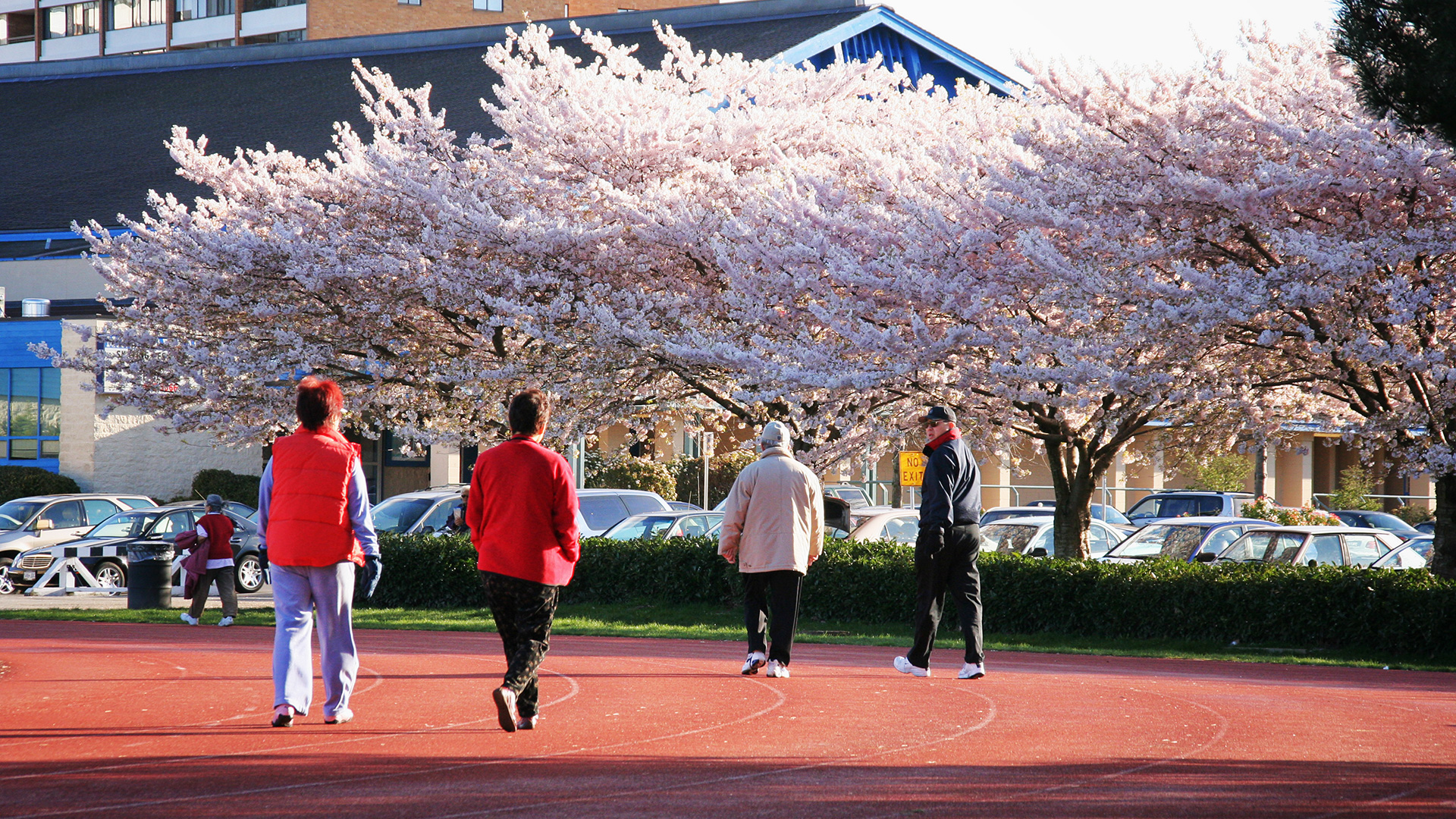  Spring Cherry blossoms in bloom around Minoru Track, west of the Aquatics and Arenas facilities 