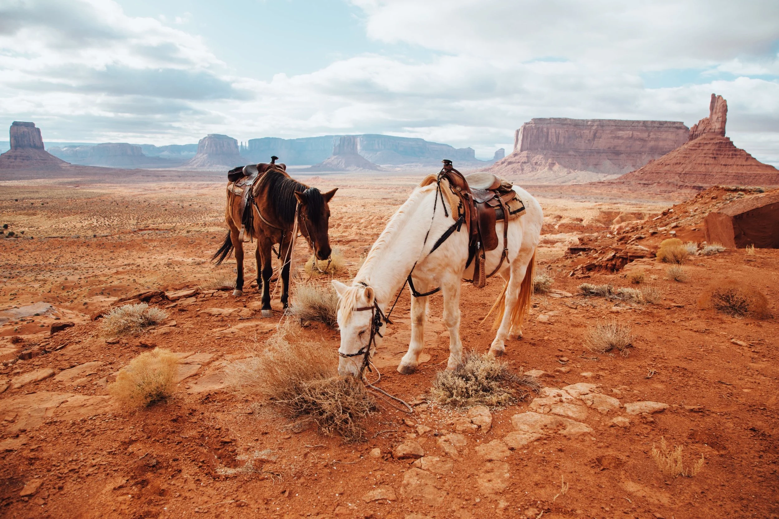 1. Horse_1.jpeg