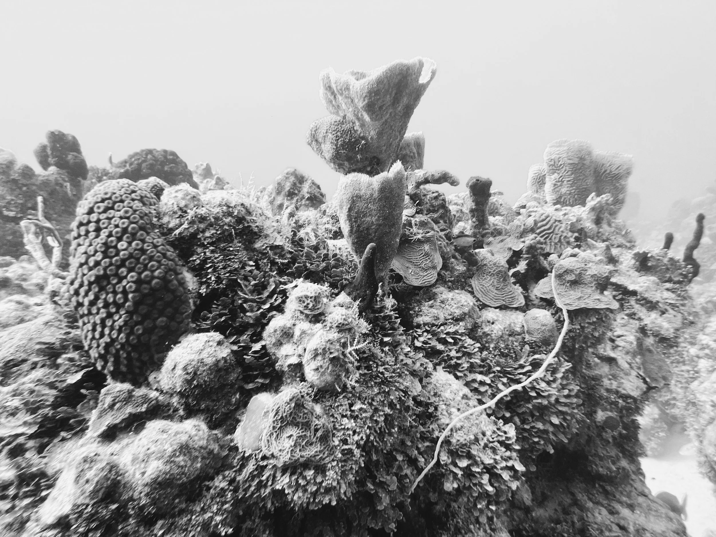 5F585AE1-FACC-4CB3-88DF-72A74A675EA0.JPG