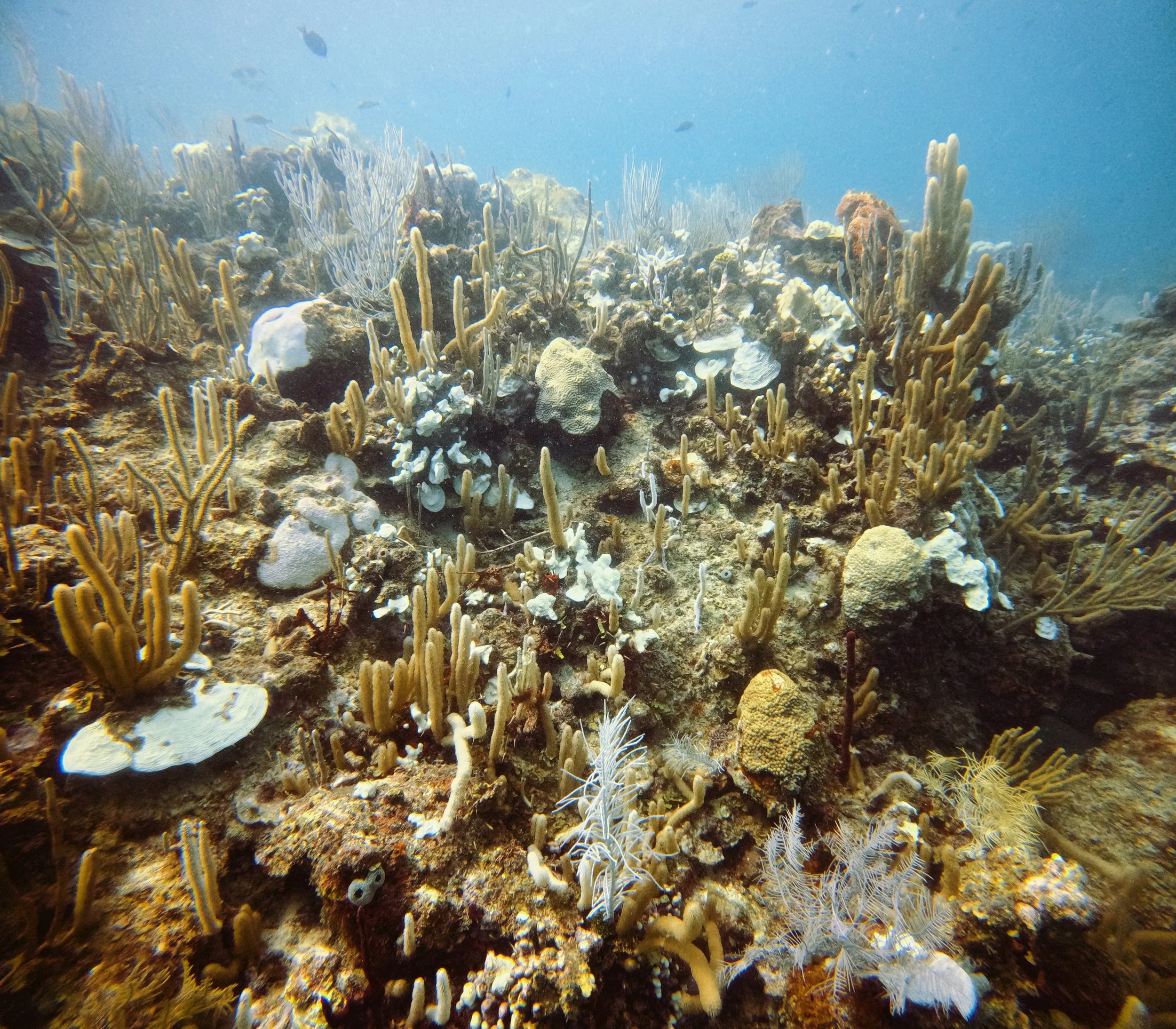 E99CE574-266A-4099-ACB4-31A2389C05D8.JPG