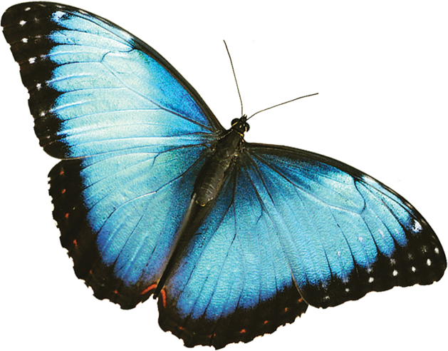 butterfly.png
