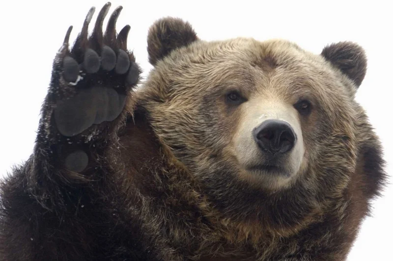 bear.jpg