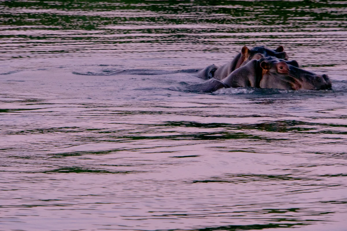 Hippos at Sunset, Zambezi River, Zimbabwe