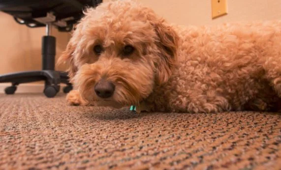  Beau, a goldendoodle, comes to the office most days with his owners Drue and Allen Ray. He is a big fan of the office snacks. 