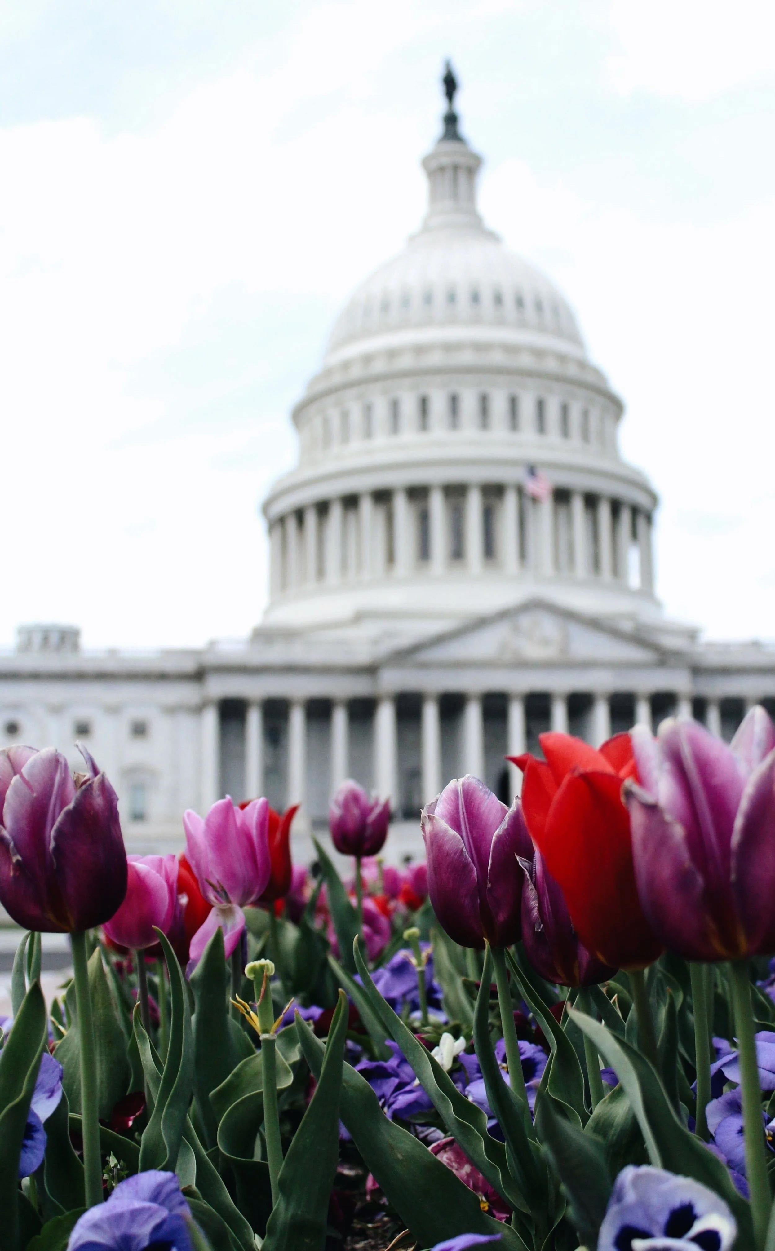  Flowers in front of the capitol building. 