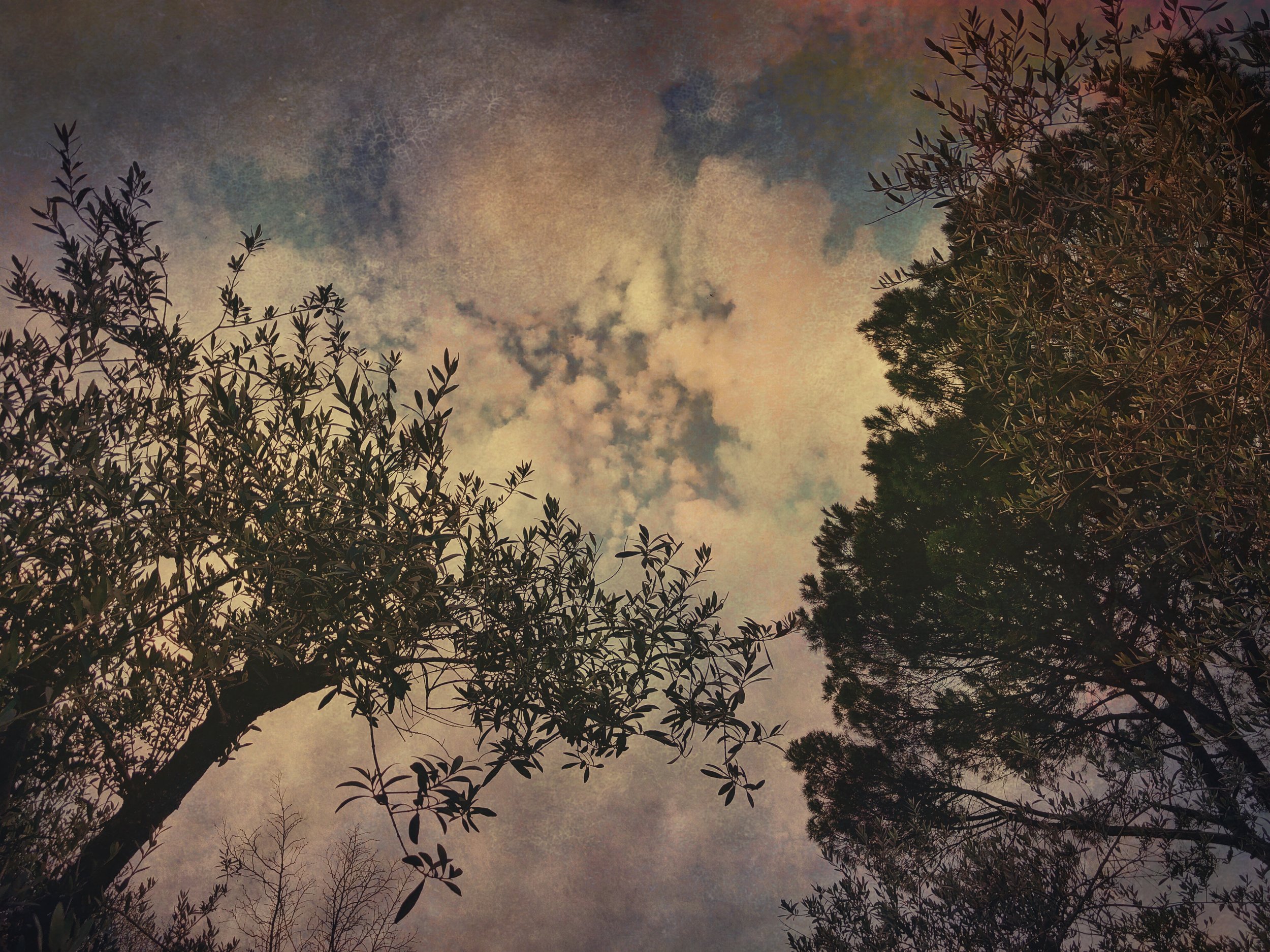 All about trees and clouds