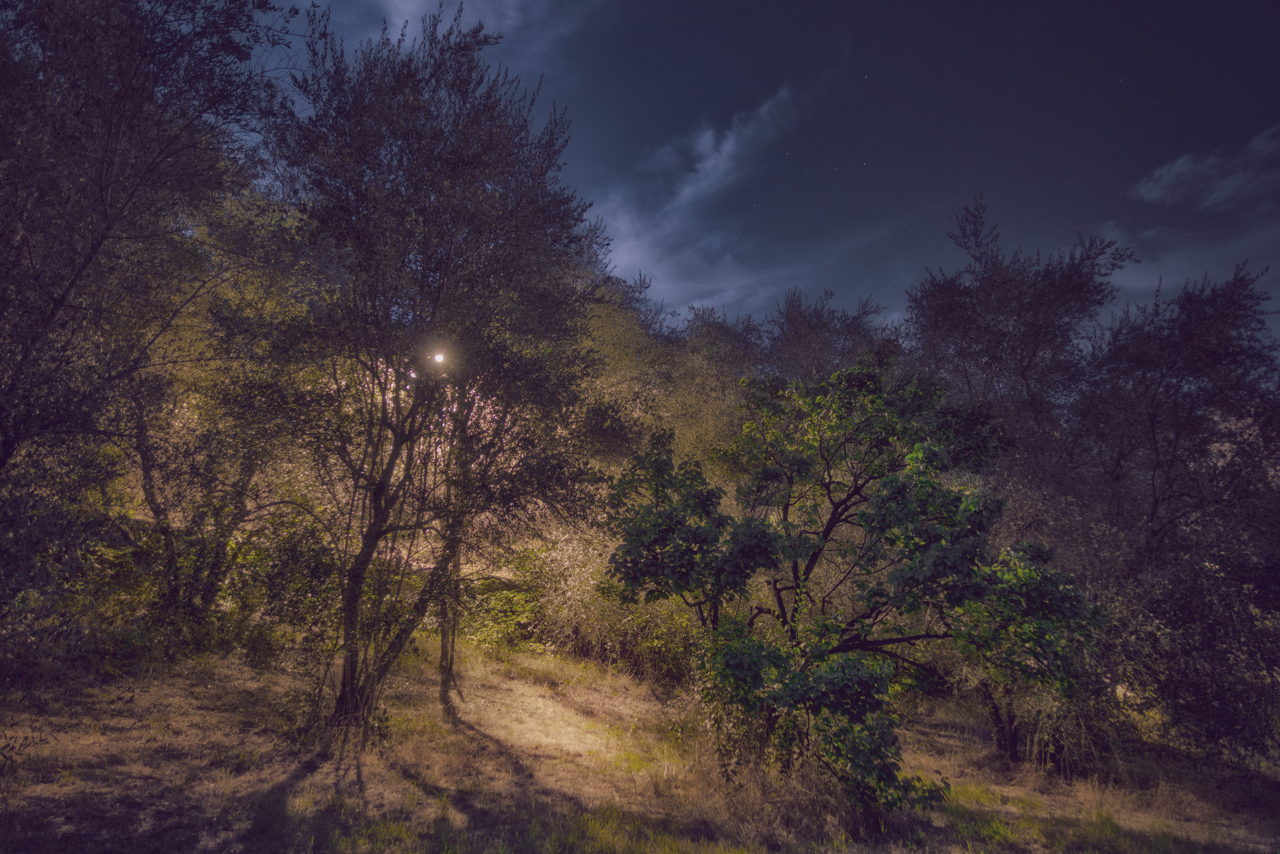 Tree Tales