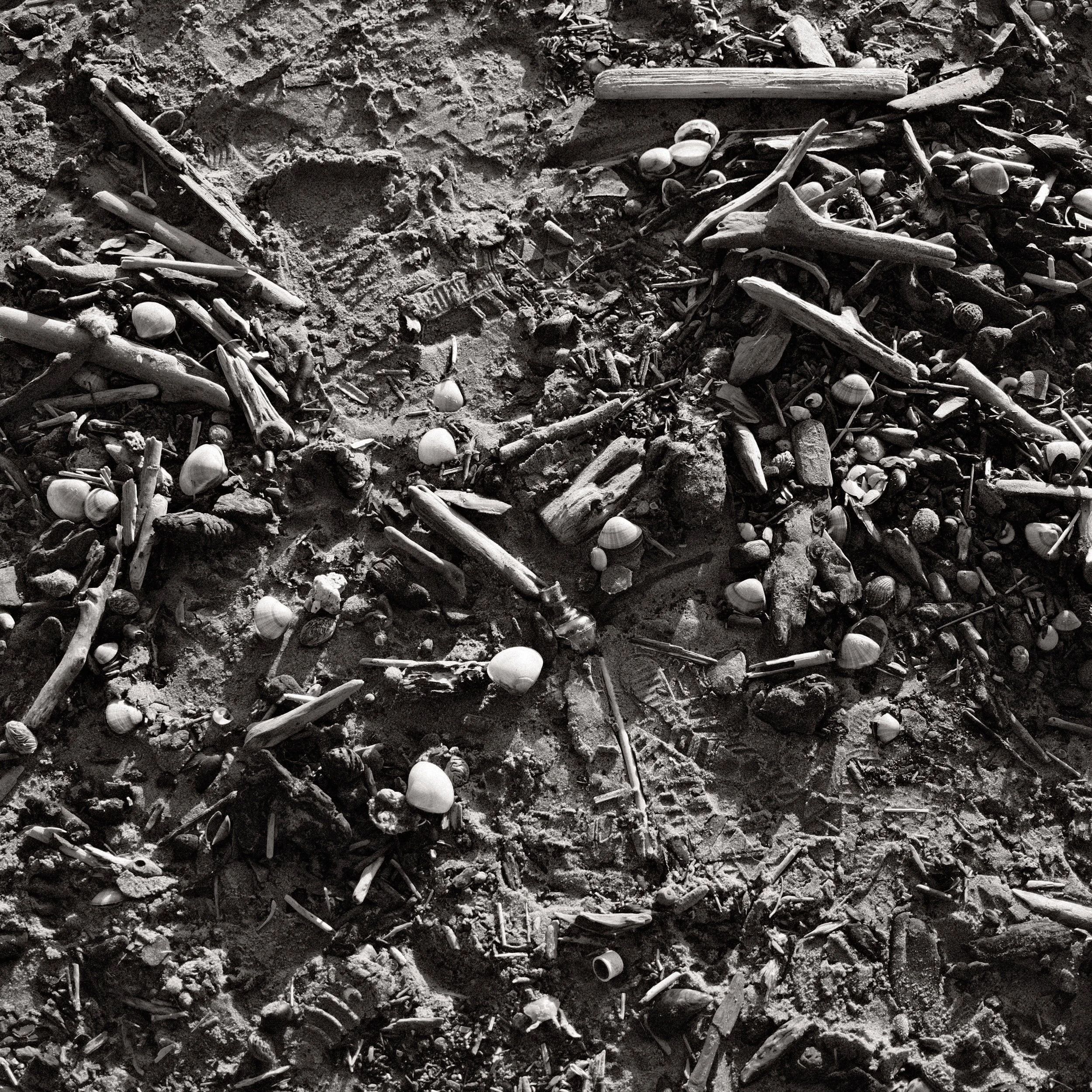 How to become a Seashell