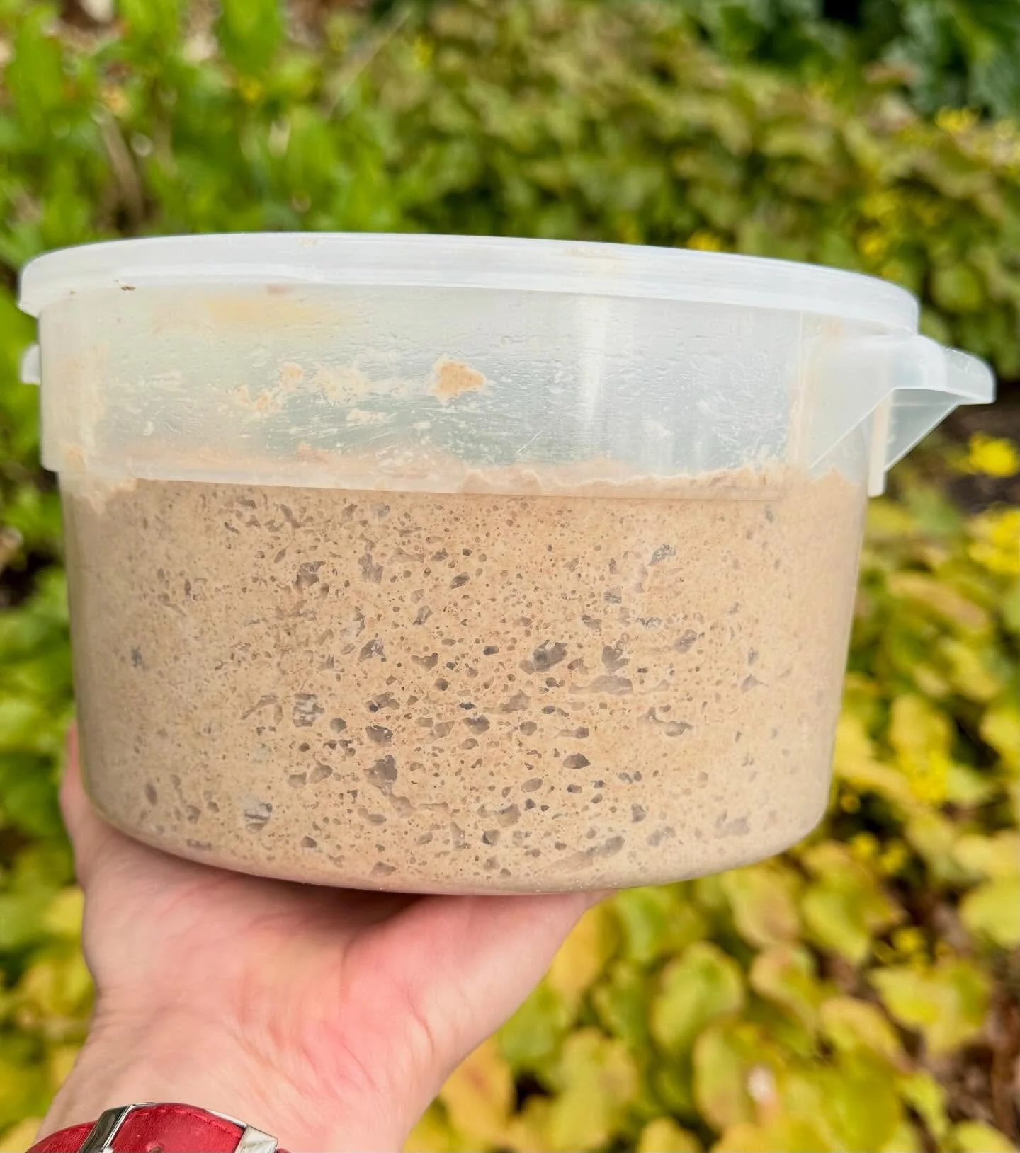 It's no wonder why they call it sponge. This rye sponge is getting ready to go into Volkornbrot for Saturday's market at Hollywood. Summer hours start this week! Hollywood is open from 8 until 1. 🌾💛