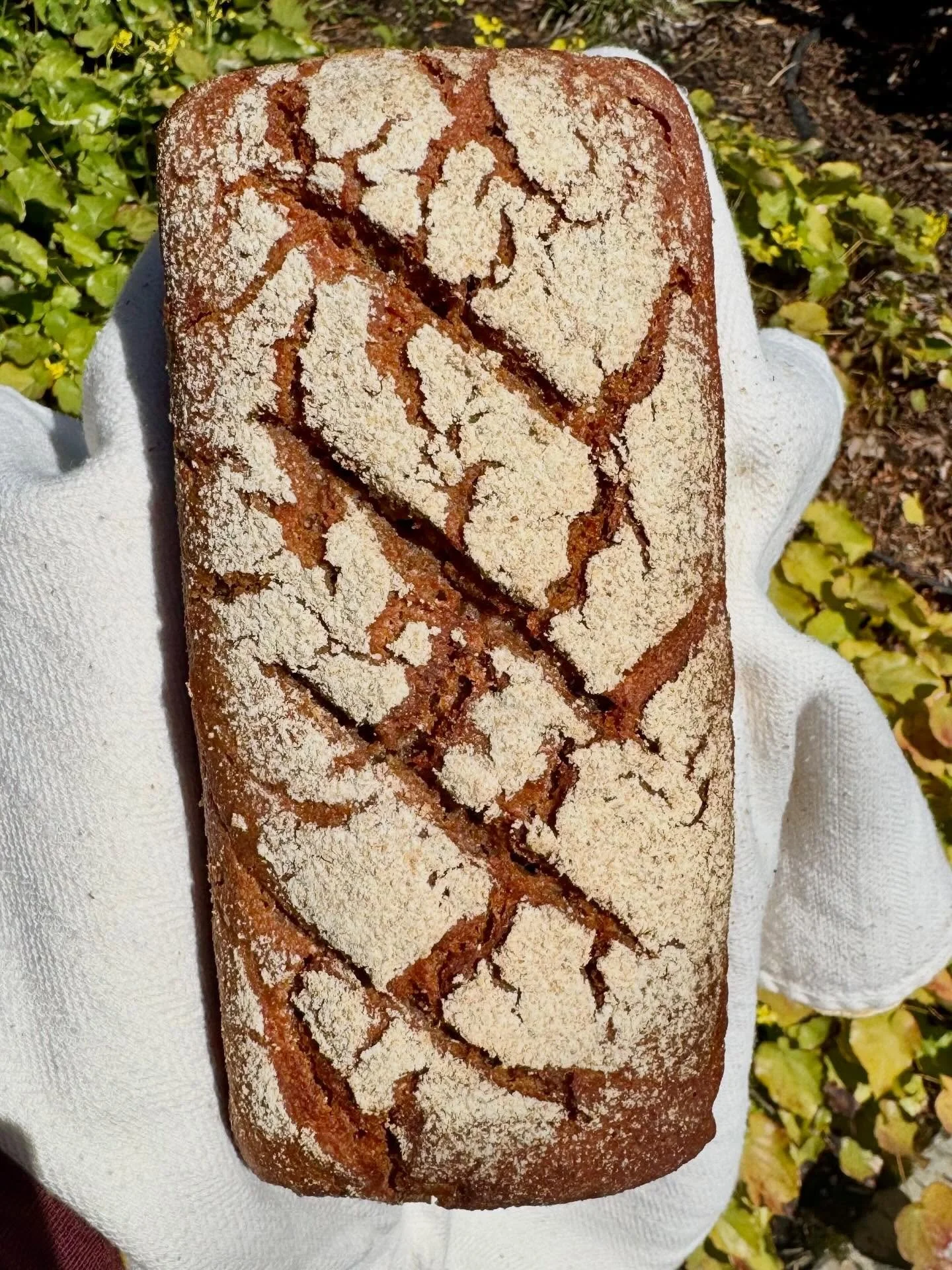 Volkornbrot getting a little dose of vitamin D.  This baby and its friends will be at Hollywood market tomorrow. Note the new summer market hours: 8am to 1pm.  Here's the bread Mr: 🌾Purple Karma Barley, 🌾Einkorn Pepita, 🌾Walnut Red Fife 🌾 Volkorn