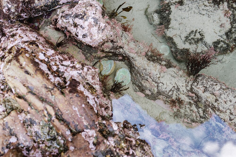 tide-pools-big-sur