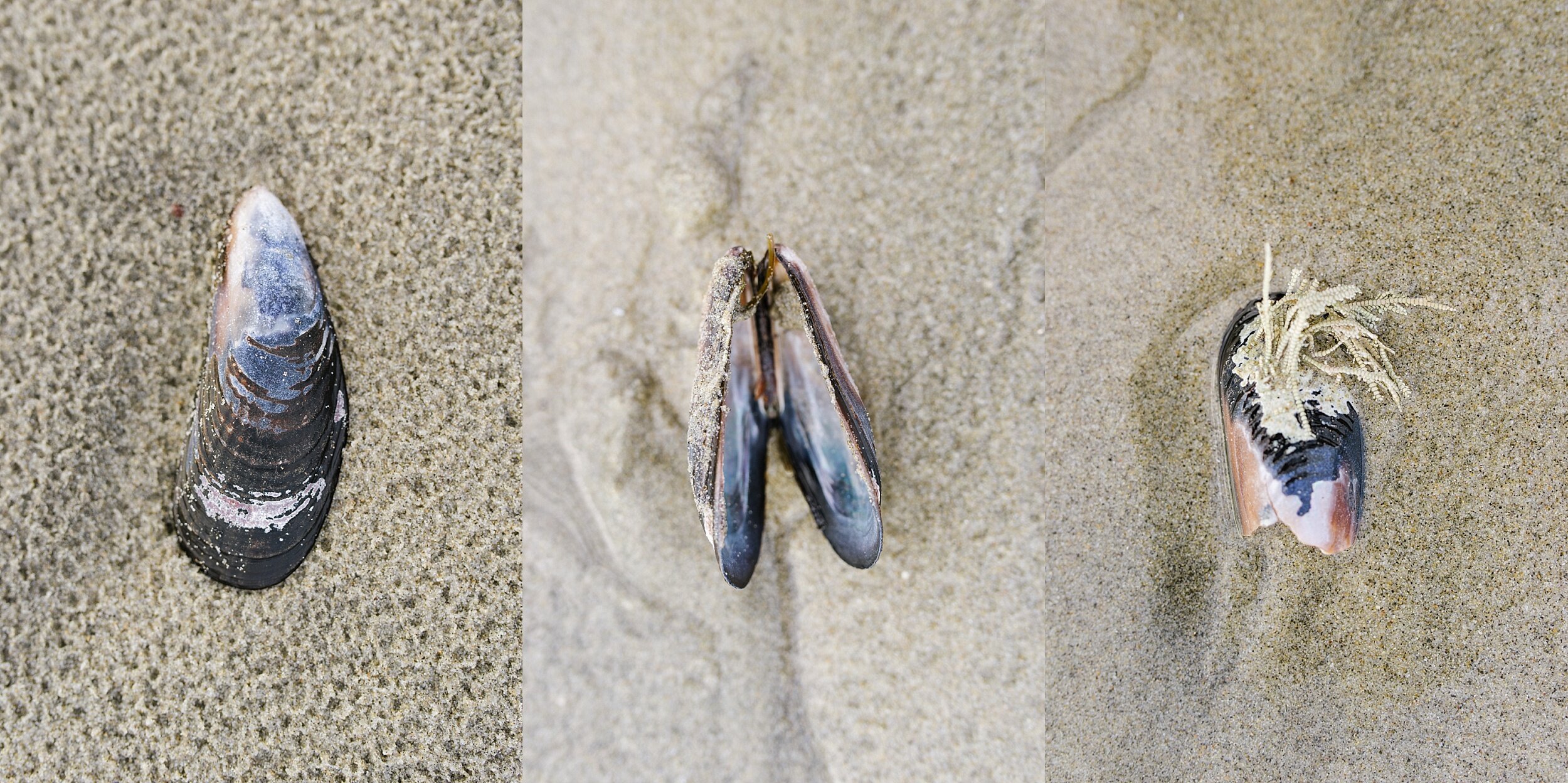 mussels-pfeiffer-beach