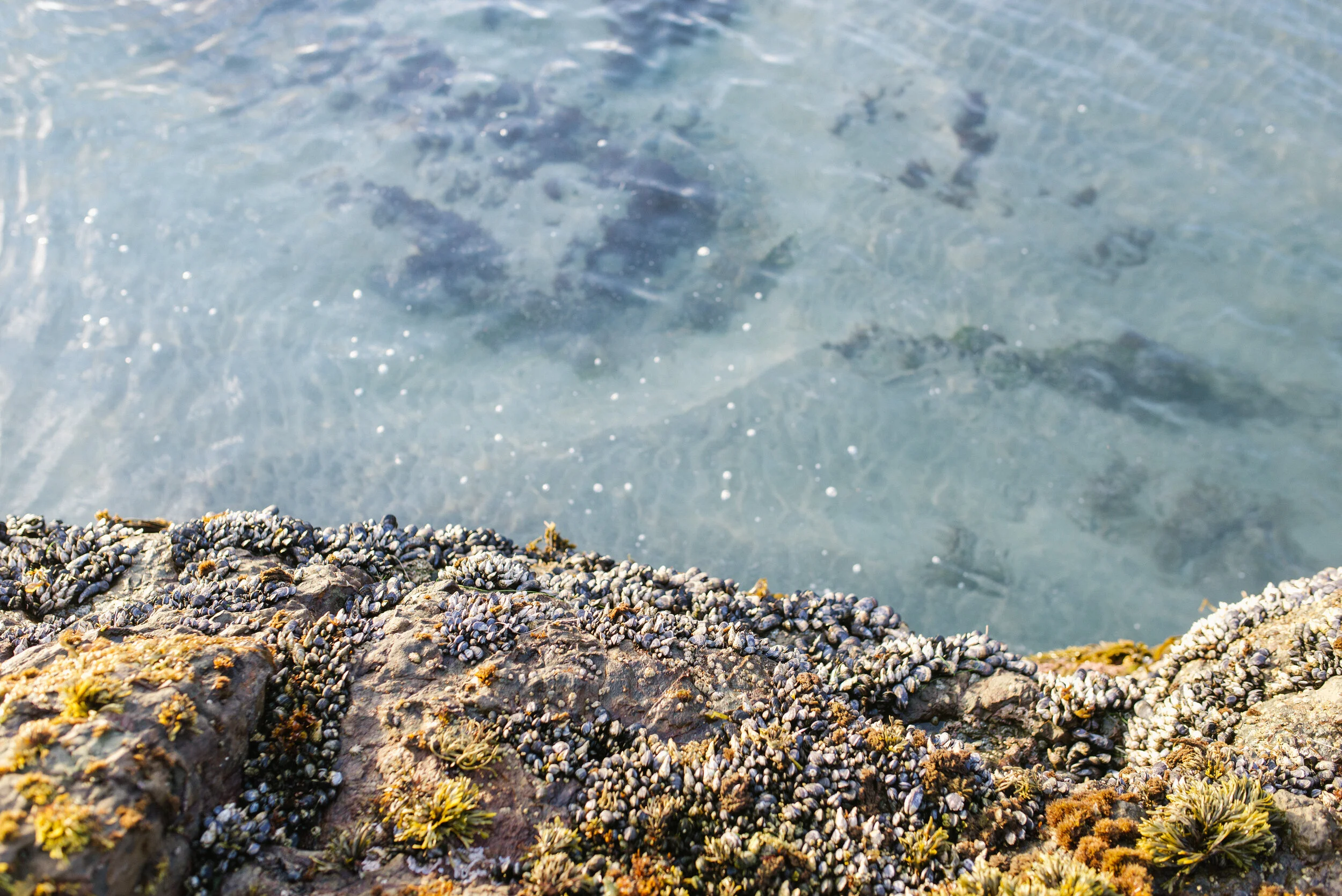 BigSur_March2020_cdp-24.jpg