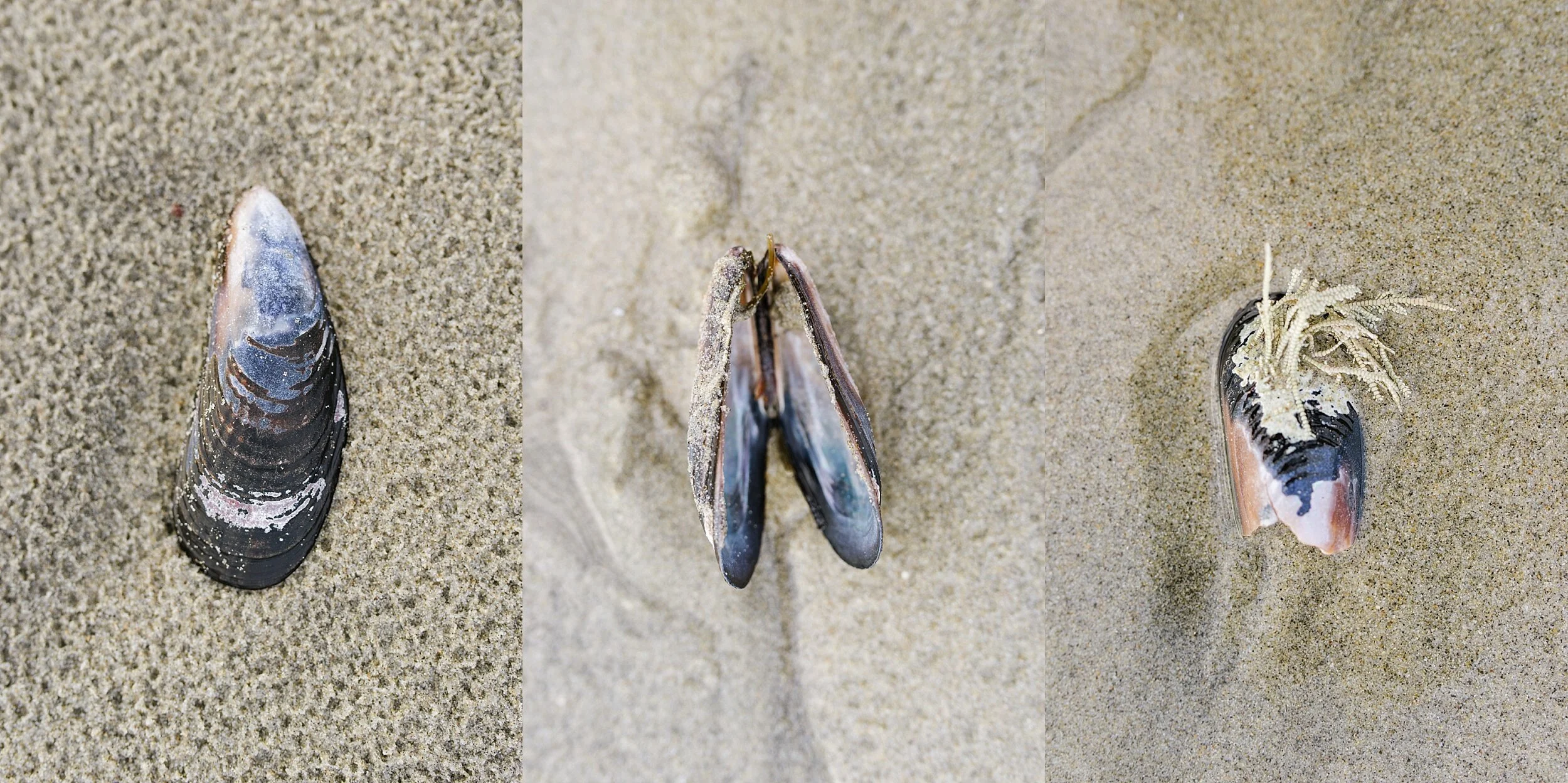 Big-Sur--California-car-camping-adventure-cdp_0012.jpg