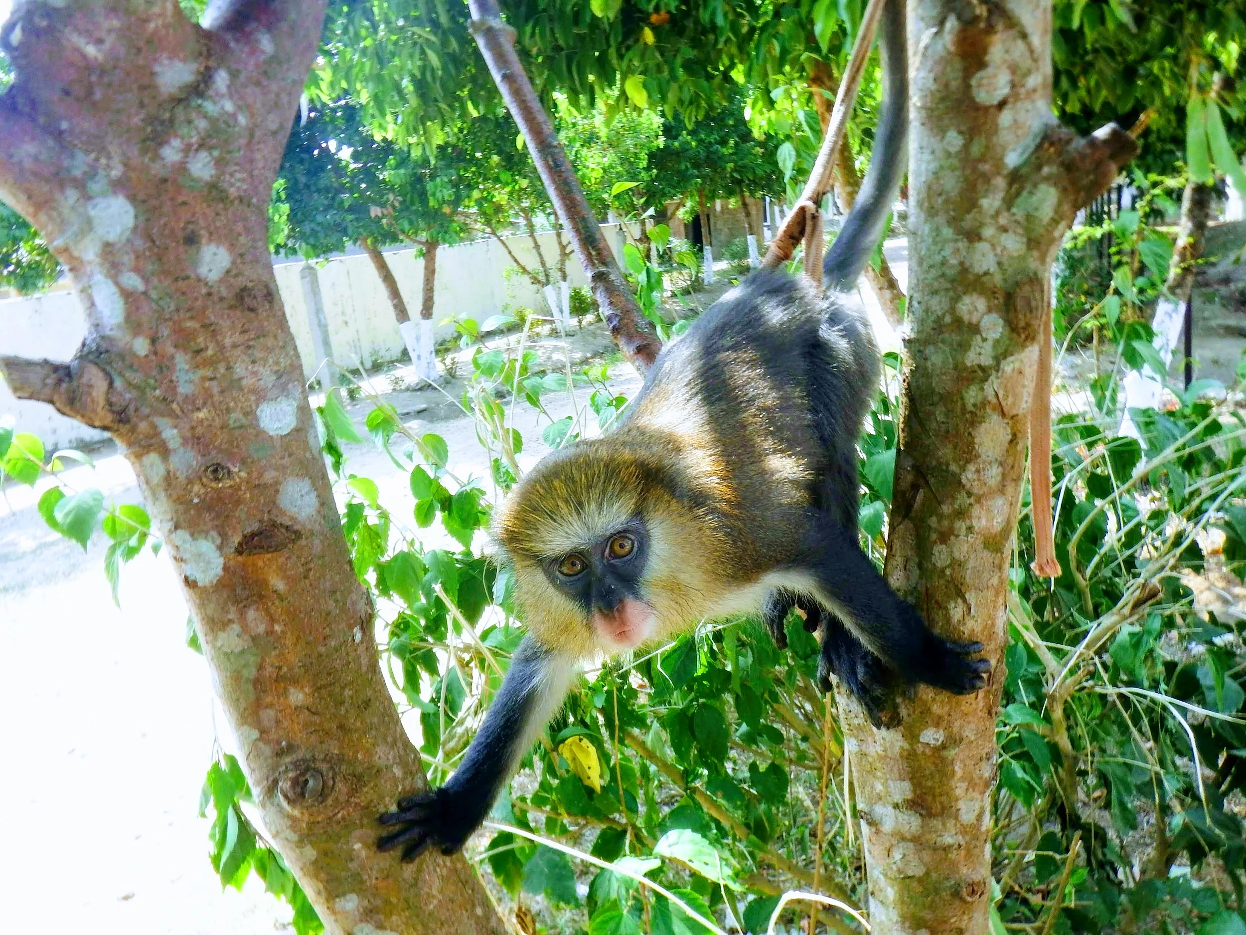 Mary our monkey posing for the camera in 2014.