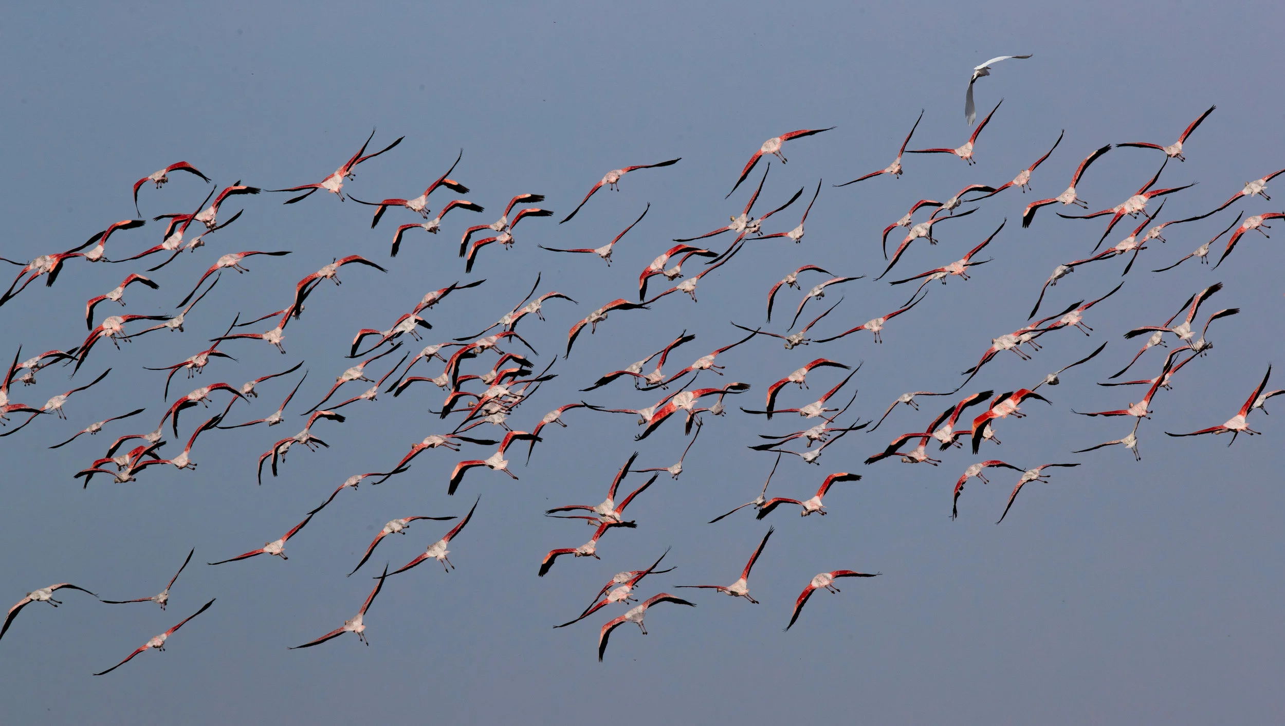 Flying Away